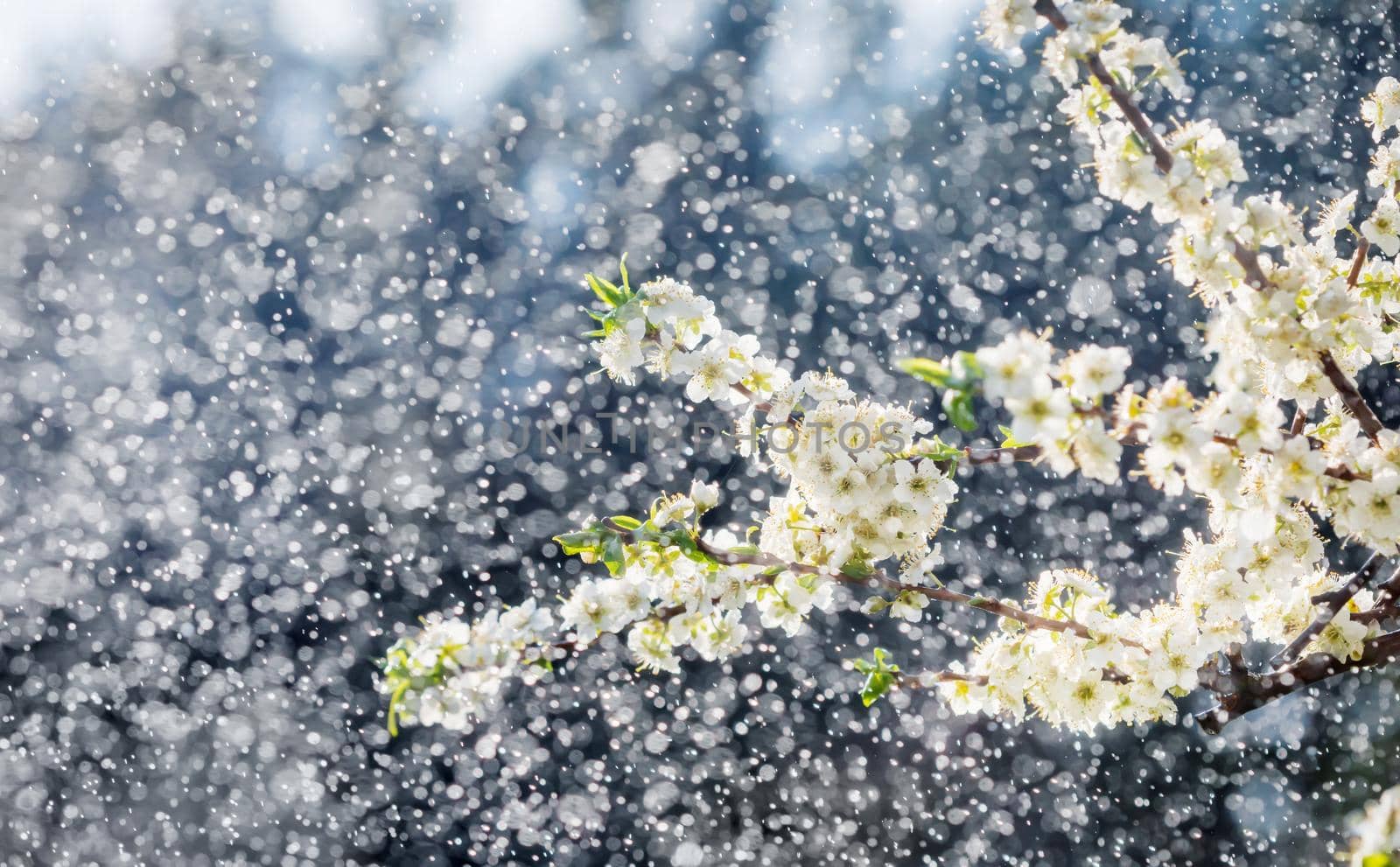 Spring rain in the garden. White flowers of cherry plum in the rain on a spring day. Soft focus and shallow DOF