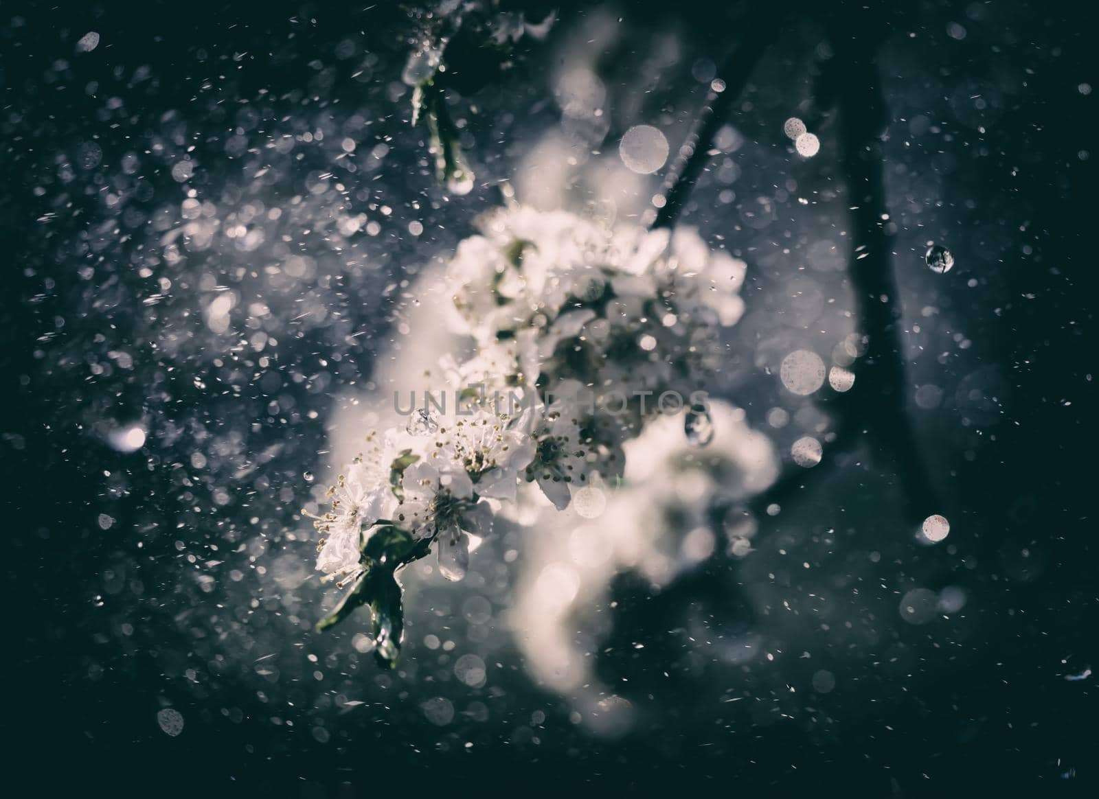 Spring rain in the garden. White flowers of cherry plum in the rain on a spring day. Soft focus and shallow DOF