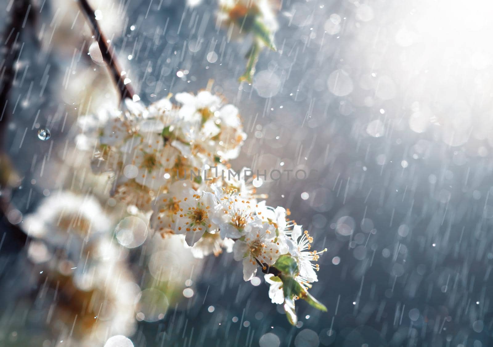 Spring rain in the garden. White flowers of cherry plum in the rain on a spring day. Soft focus and shallow DOF