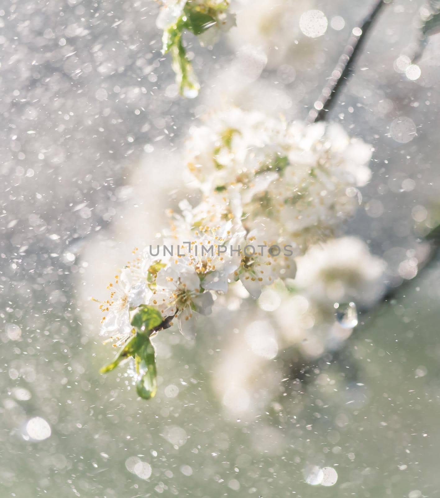 Spring rain in the garden. White flowers of cherry plum in the rain on a spring day. Soft focus and shallow DOF