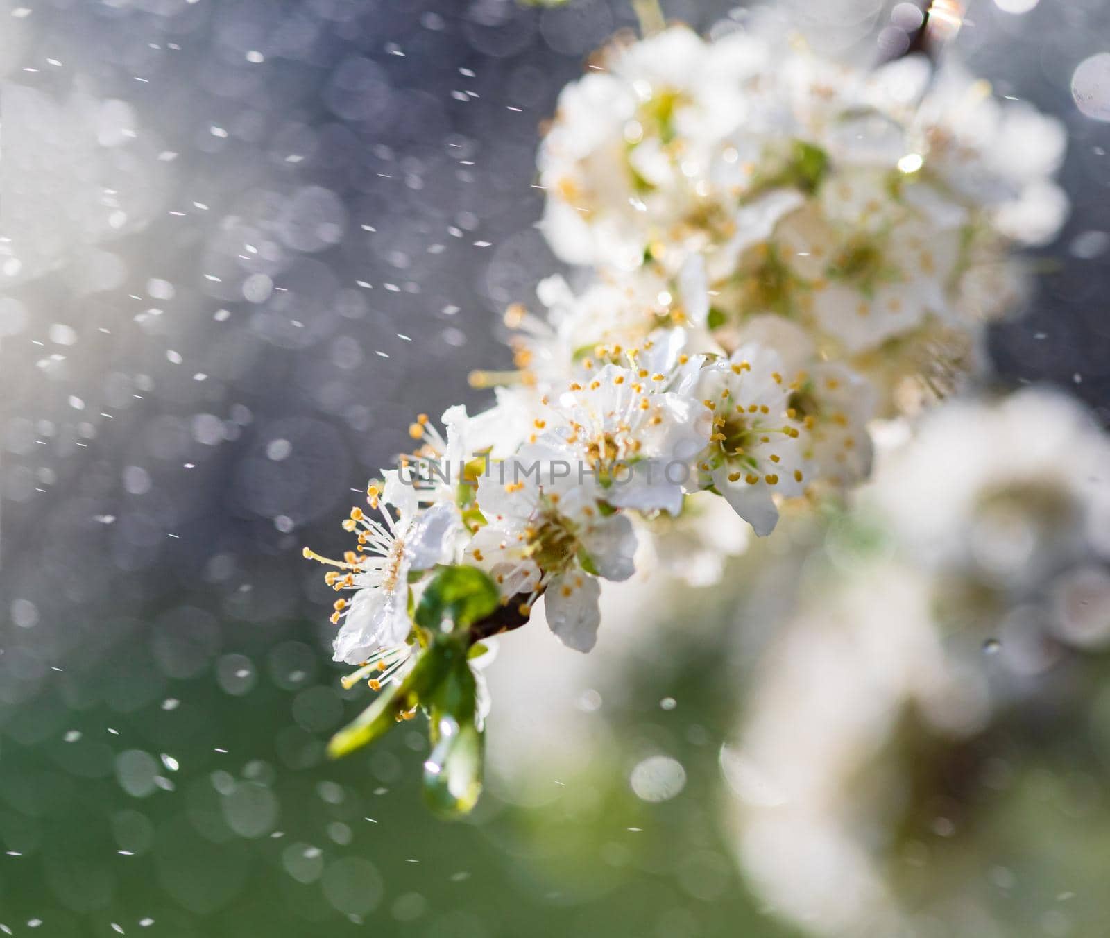 Spring rain in the garden. White flowers of cherry plum in the rain on a spring day. Soft focus and shallow DOF