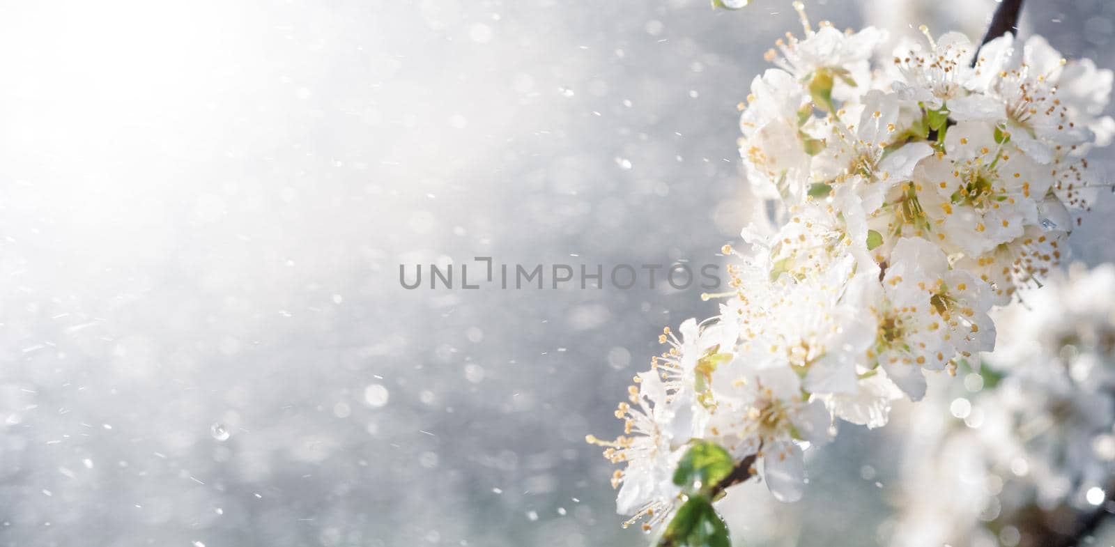Spring rain in the garden. White flowers of cherry plum in the rain on a spring day. Soft focus and shallow DOF