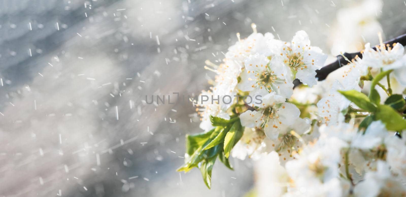 Spring rain in the garden. White flowers of cherry plum in the rain on a spring day. Soft focus and shallow DOF