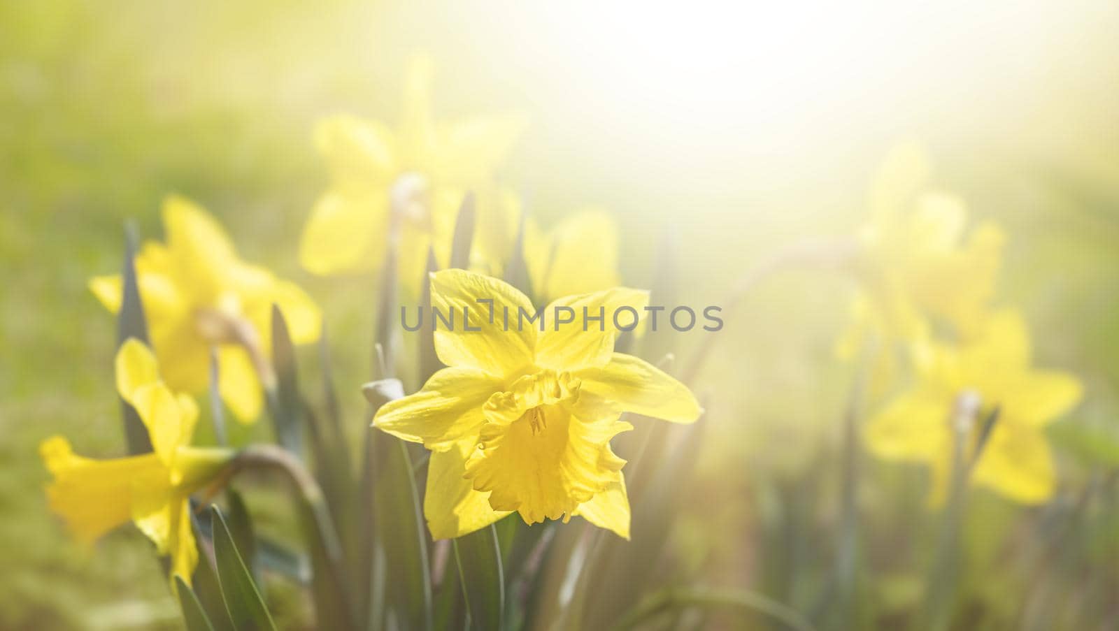 Daffodils of different types bloom in the spring in the garden. Blooming narcissus. Flowering daffodils at springtime. Spring flowers. Shallow depth of field. 
