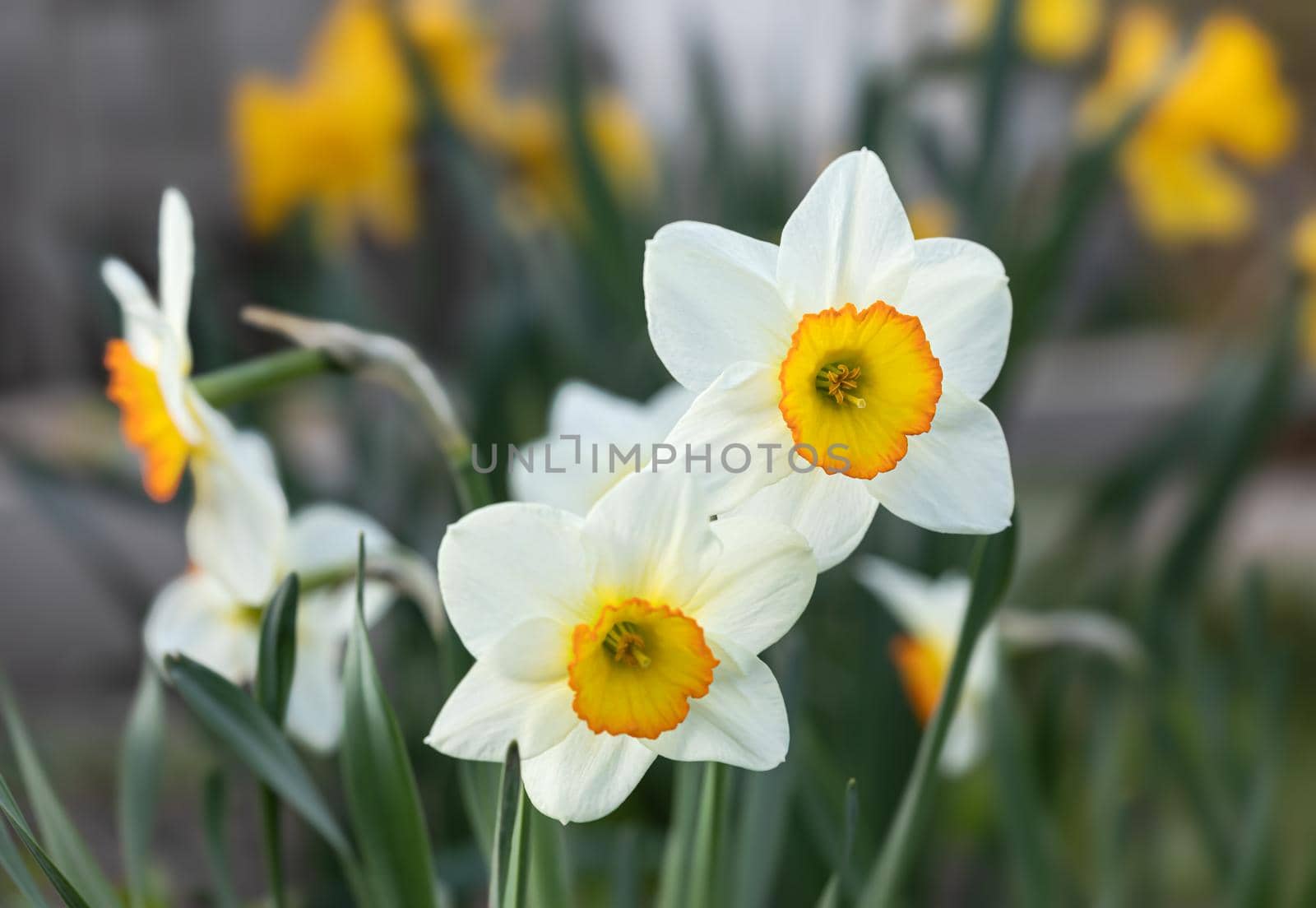 Daffodils of different types bloom in the spring in the garden. Blooming narcissus. Flowering daffodils at springtime. Spring flowers. Shallow depth of field. 