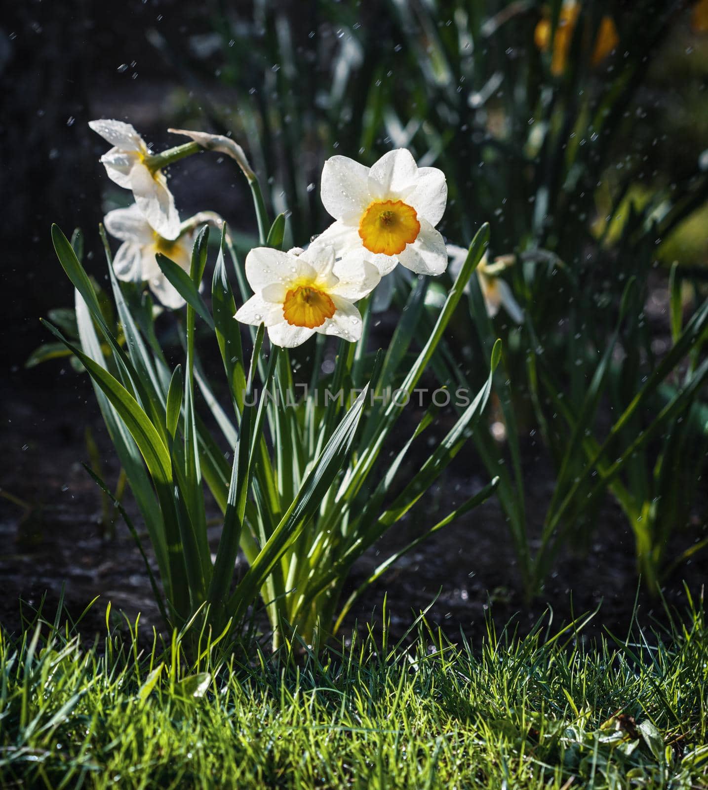 Daffodils of different types bloom in the spring in the garden. Blooming narcissus. Flowering daffodils at springtime. Spring flowers. Shallow depth of field. 