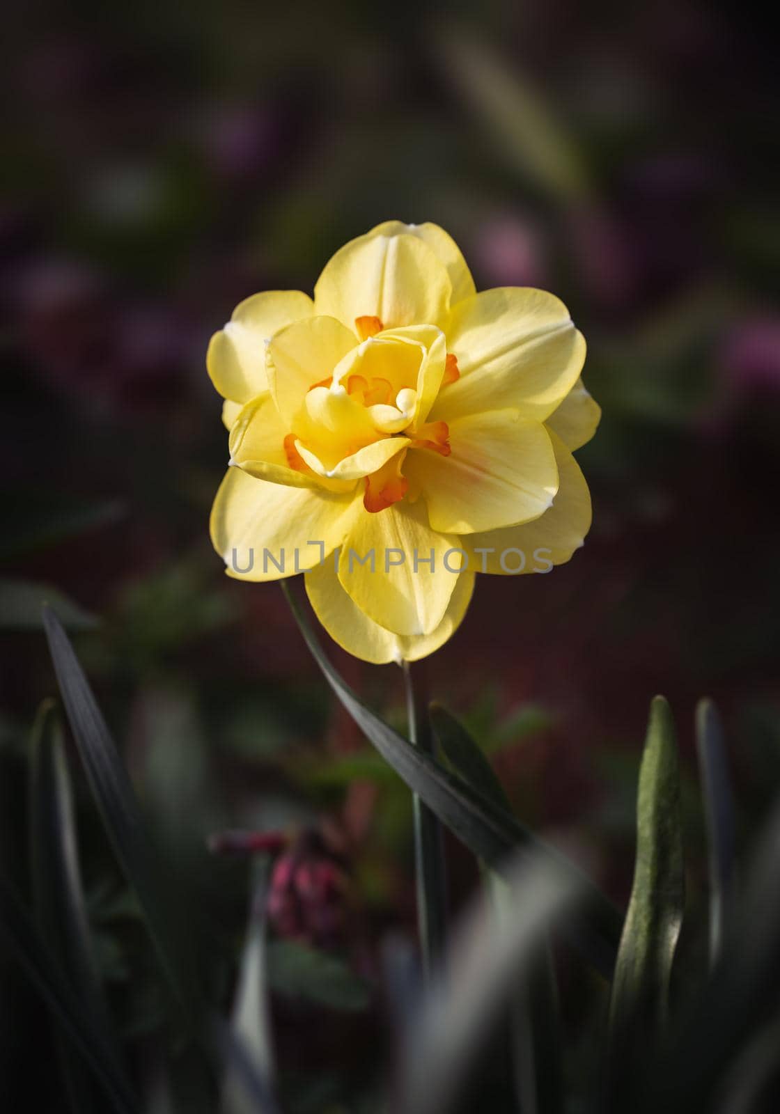 Daffodils of different types bloom in the spring in the garden. Blooming narcissus. Flowering daffodils at springtime. Spring flowers. Shallow depth of field. 