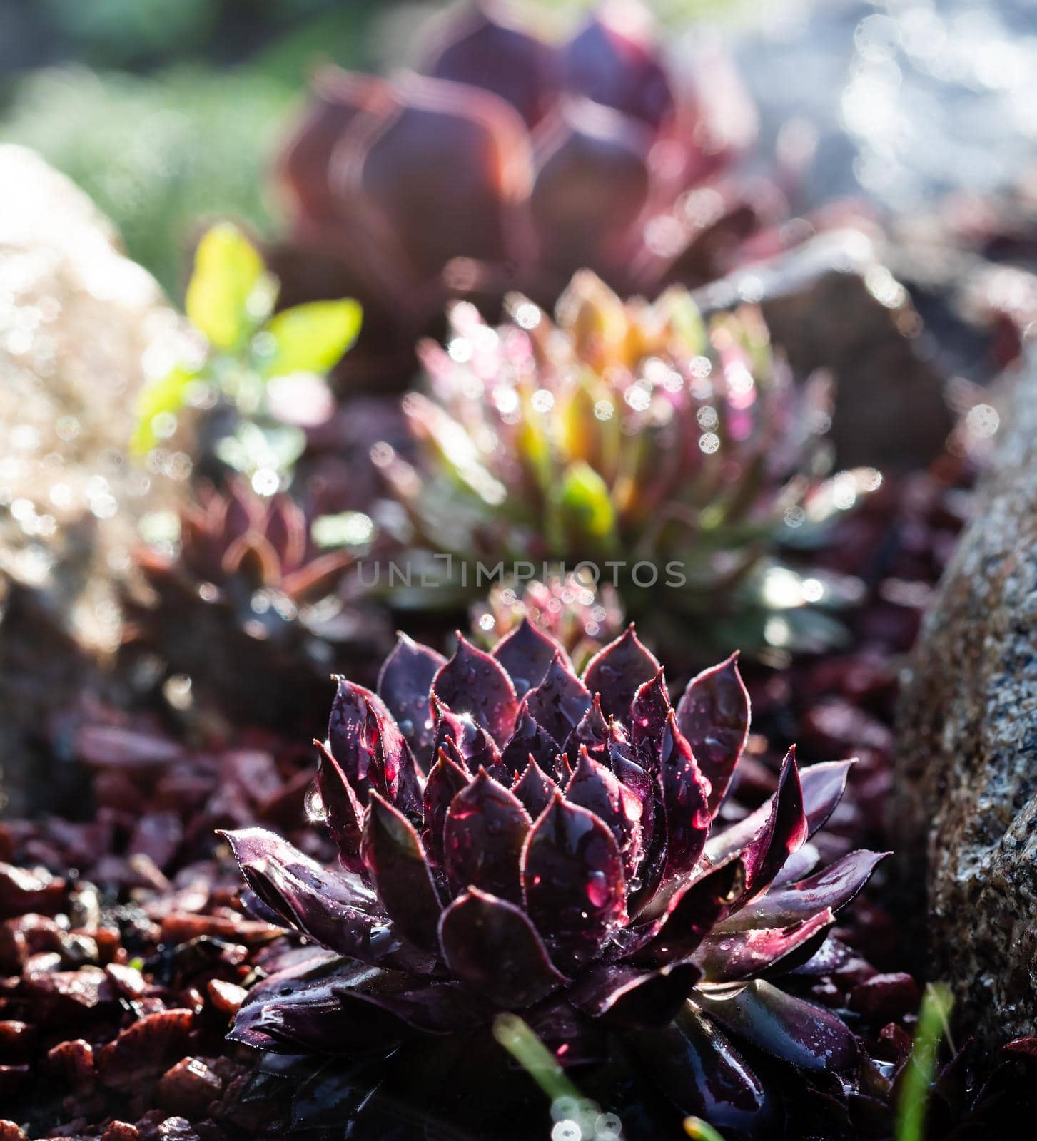 Succulent growing among rocks with raindrops on leaves.  Decorative place in the garden with succulents among the stones
