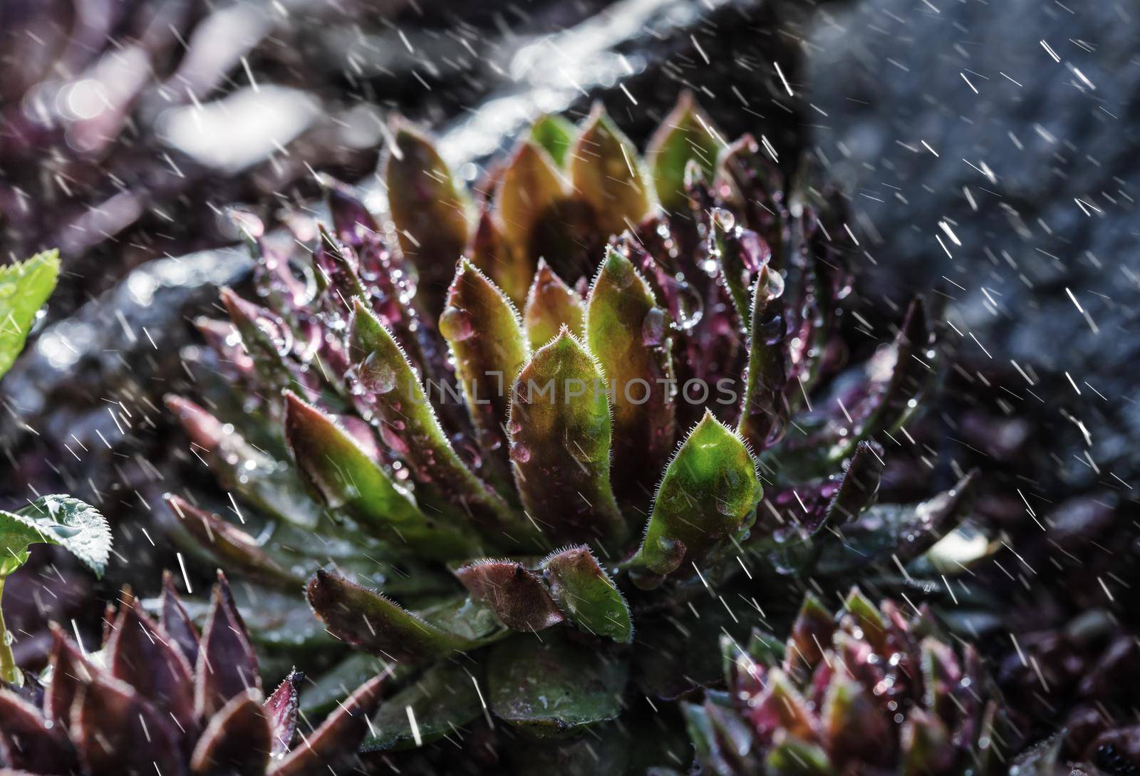 Succulent growing among rocks on a rainy day.  Decorative place in the garden with succulents among the stones