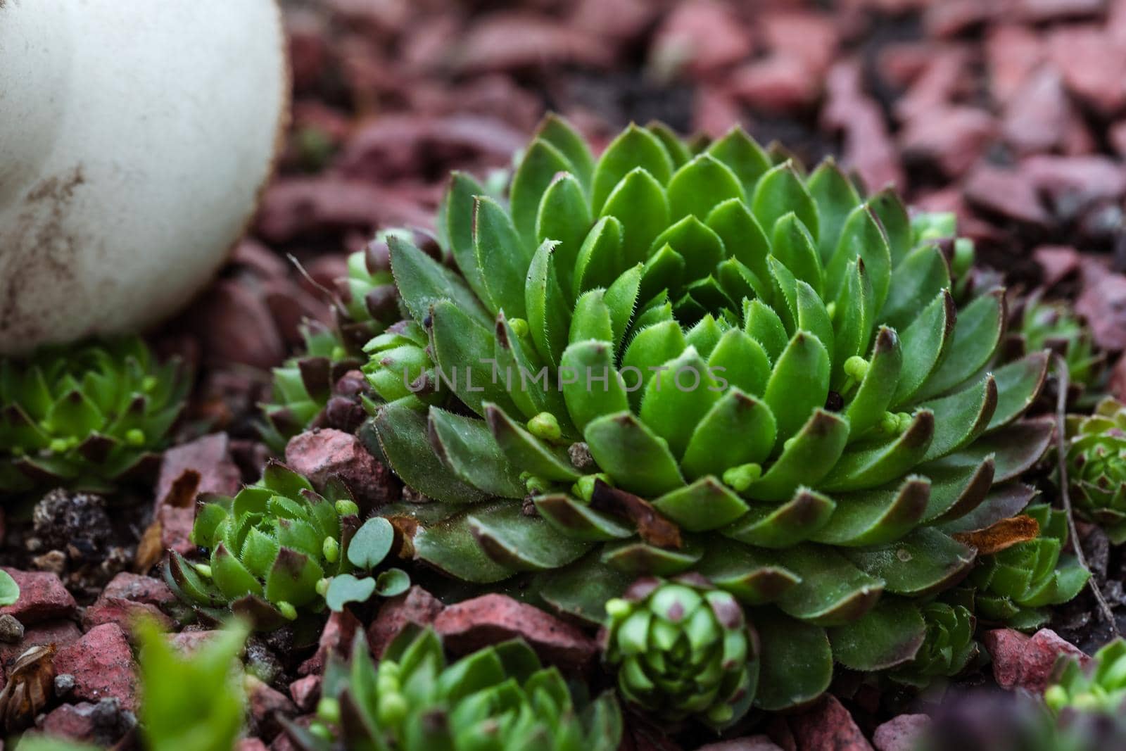 Succulent growing among rocks.  Decorative place in the garden with succulents among the stones
