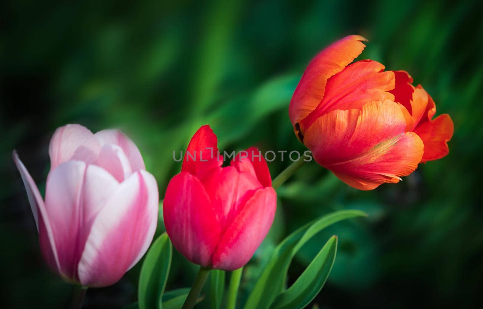 Group of colorful tulips in the garden at the spring time. Shallow DOF.