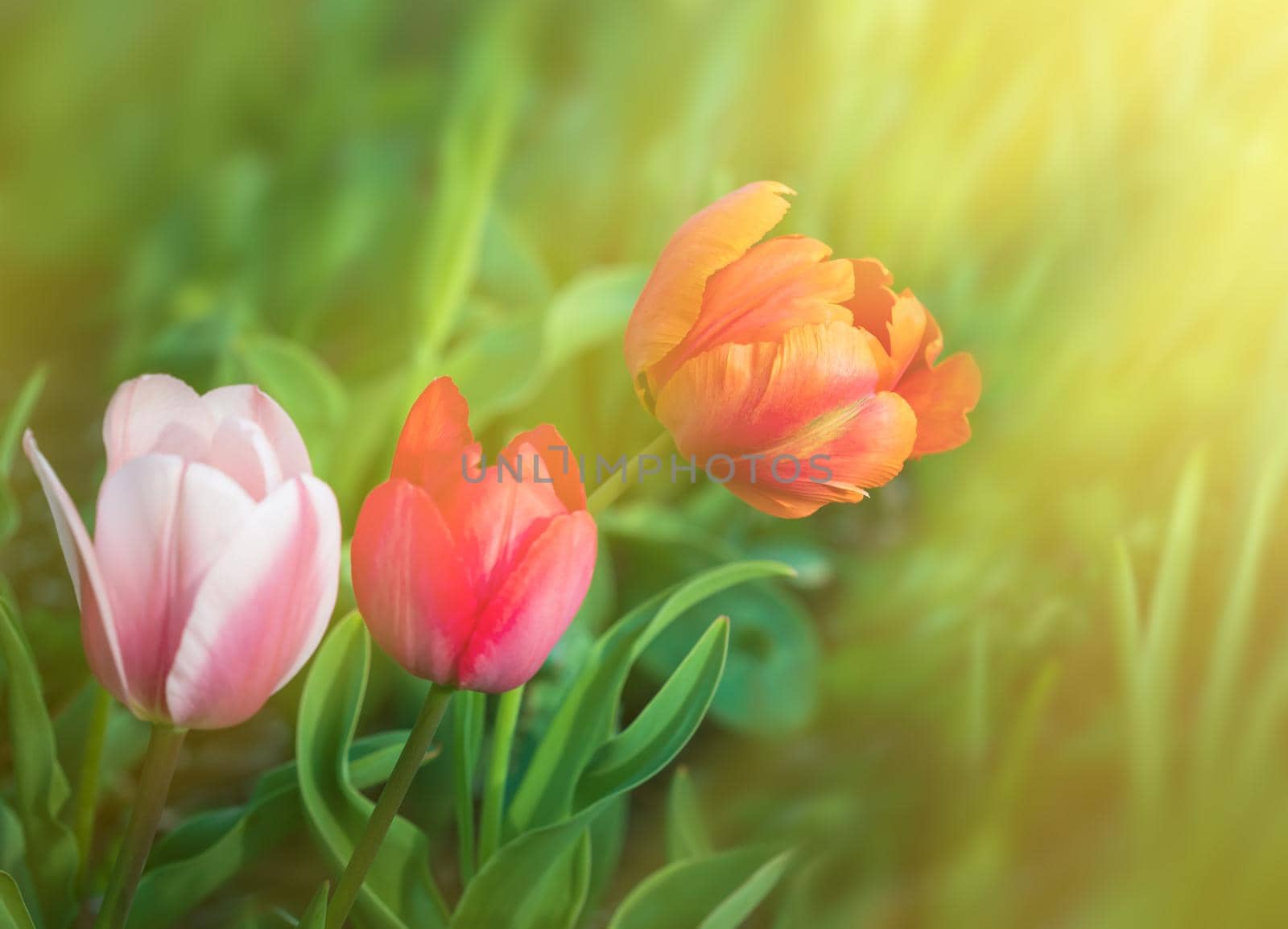 Group of colorful tulips in the garden at the spring time. Shallow DOF.