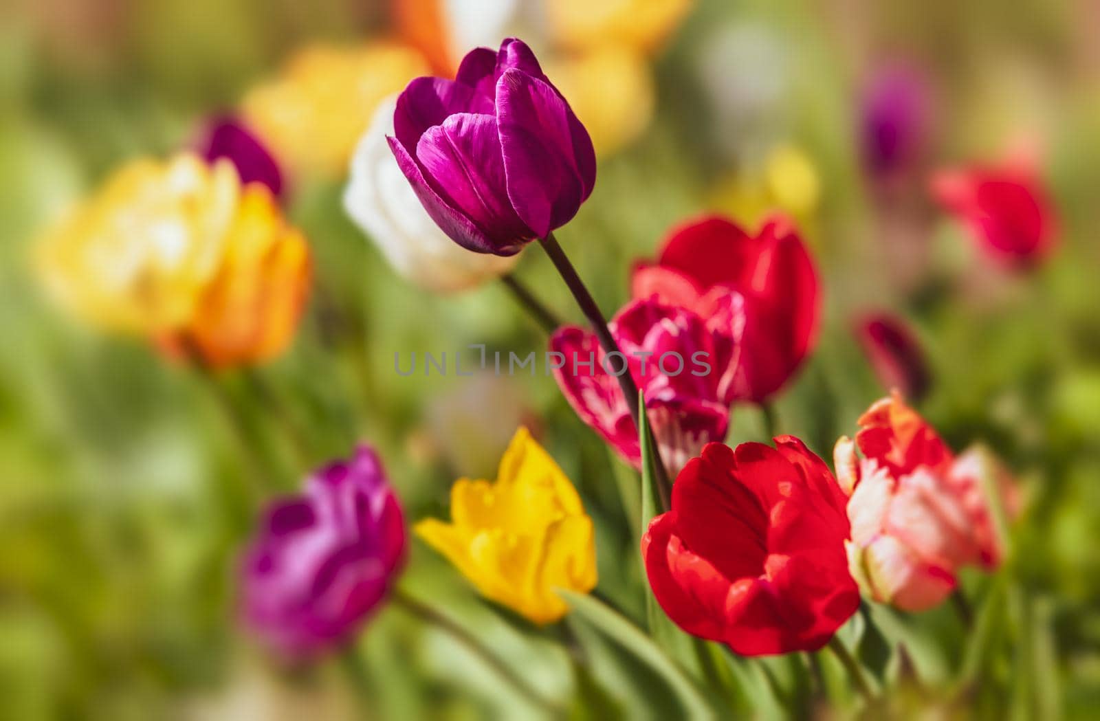 Group of colorful tulips in the garden at the spring time. Shallow DOF.