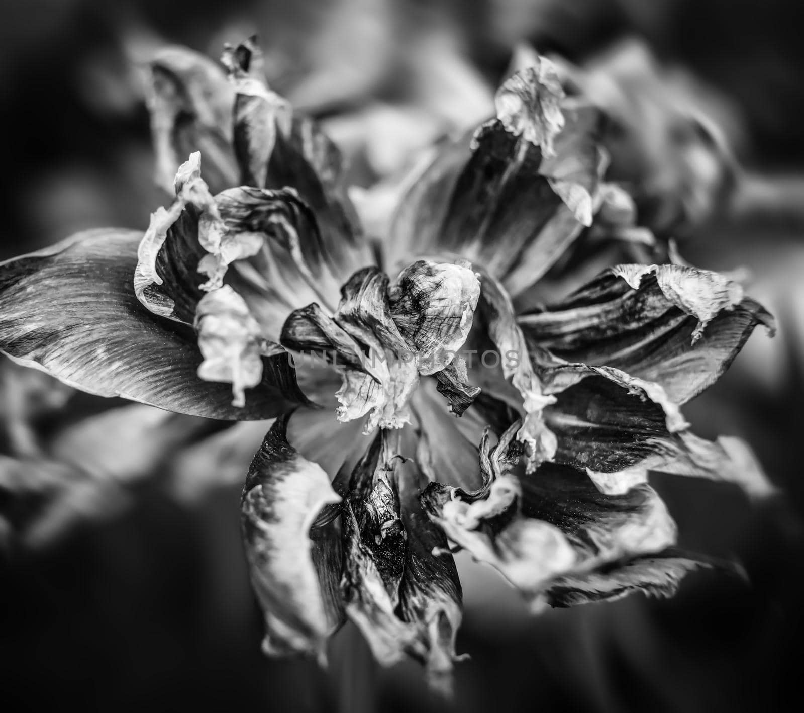 Black and white image of dried tulips. Dry petals of red tulips. Dry tulips like symbol of fade time. Shallow DOF
