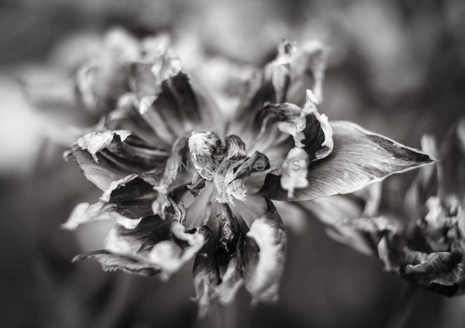Black and white image of dried tulips. Dry petals of red tulips. Dry tulips like symbol of fade time. Shallow DOF