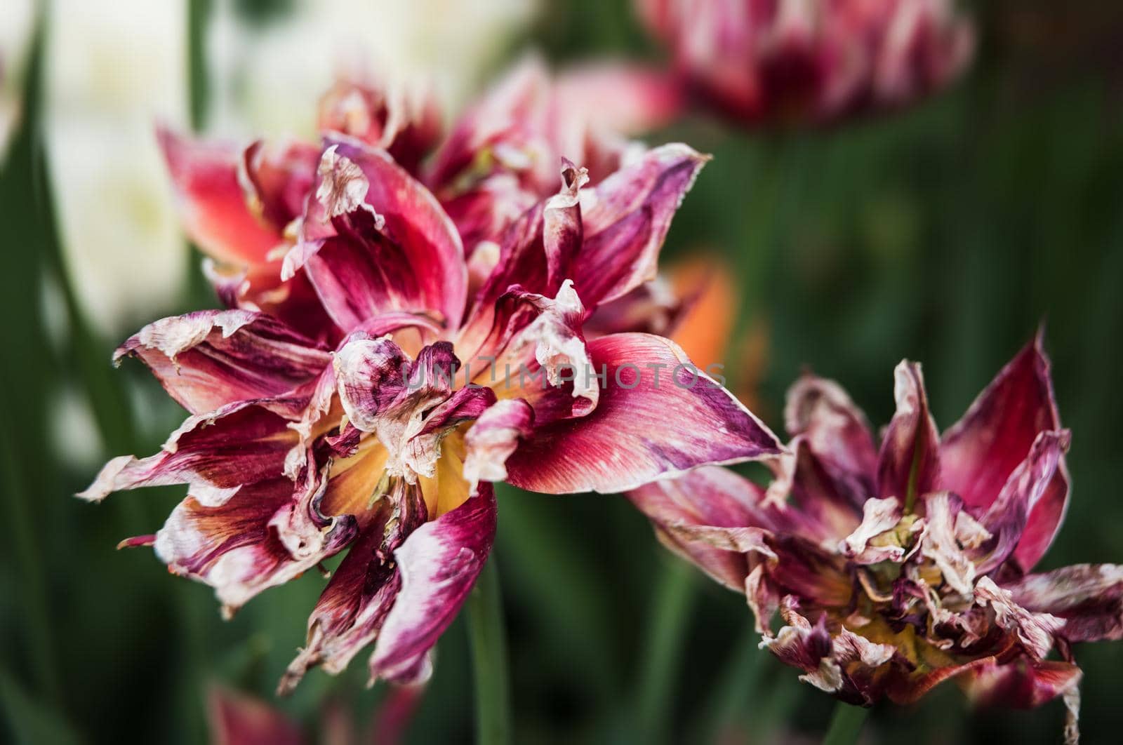 Dried tulips. Dry petals of red tulips. Dry tulips like symbol of fade time. Shallow DOF