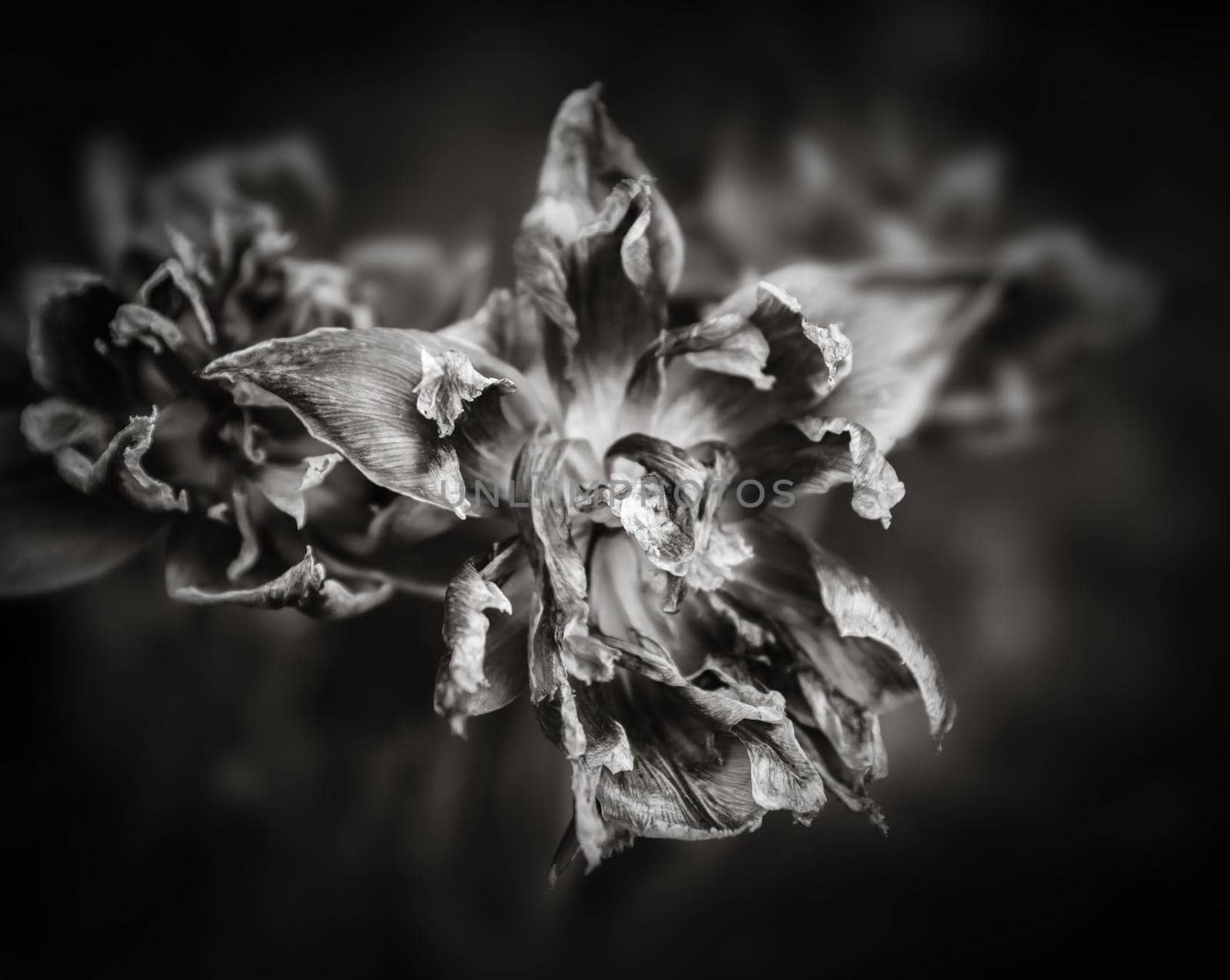 Black and white image of dried tulips. Dry petals of red tulips. Dry tulips like symbol of fade time. Shallow DOF