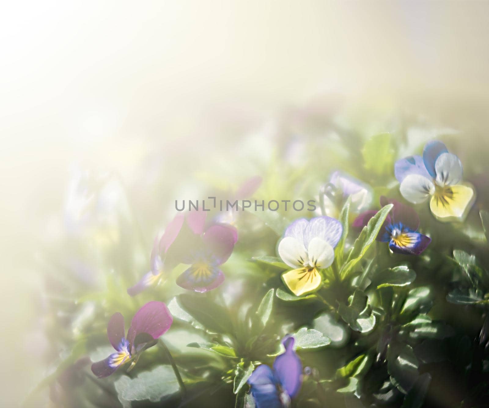 Blurred blossoming pansies flowers in sun light. Natural spring background. Selective focus, shallow DOF