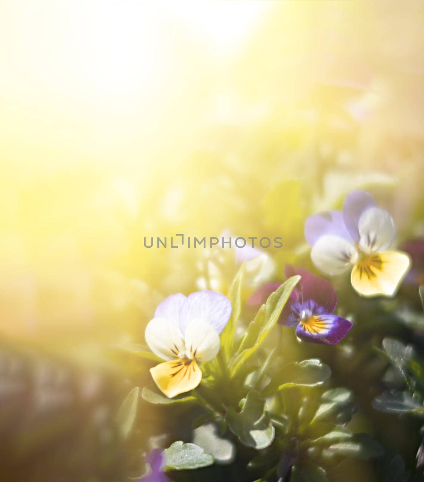 Blurred blossoming pansies flowers in sun light. Natural spring background. Selective focus, shallow DOF