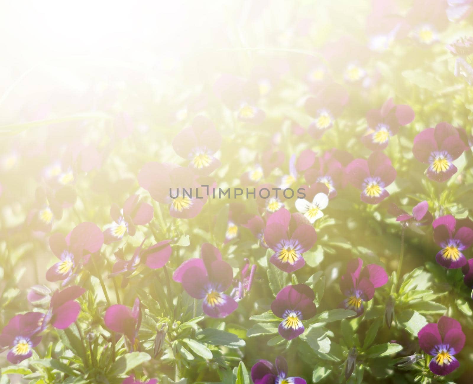 Blurred blossoming pansies flowers in sun light. Natural spring background. Selective focus, shallow DOF