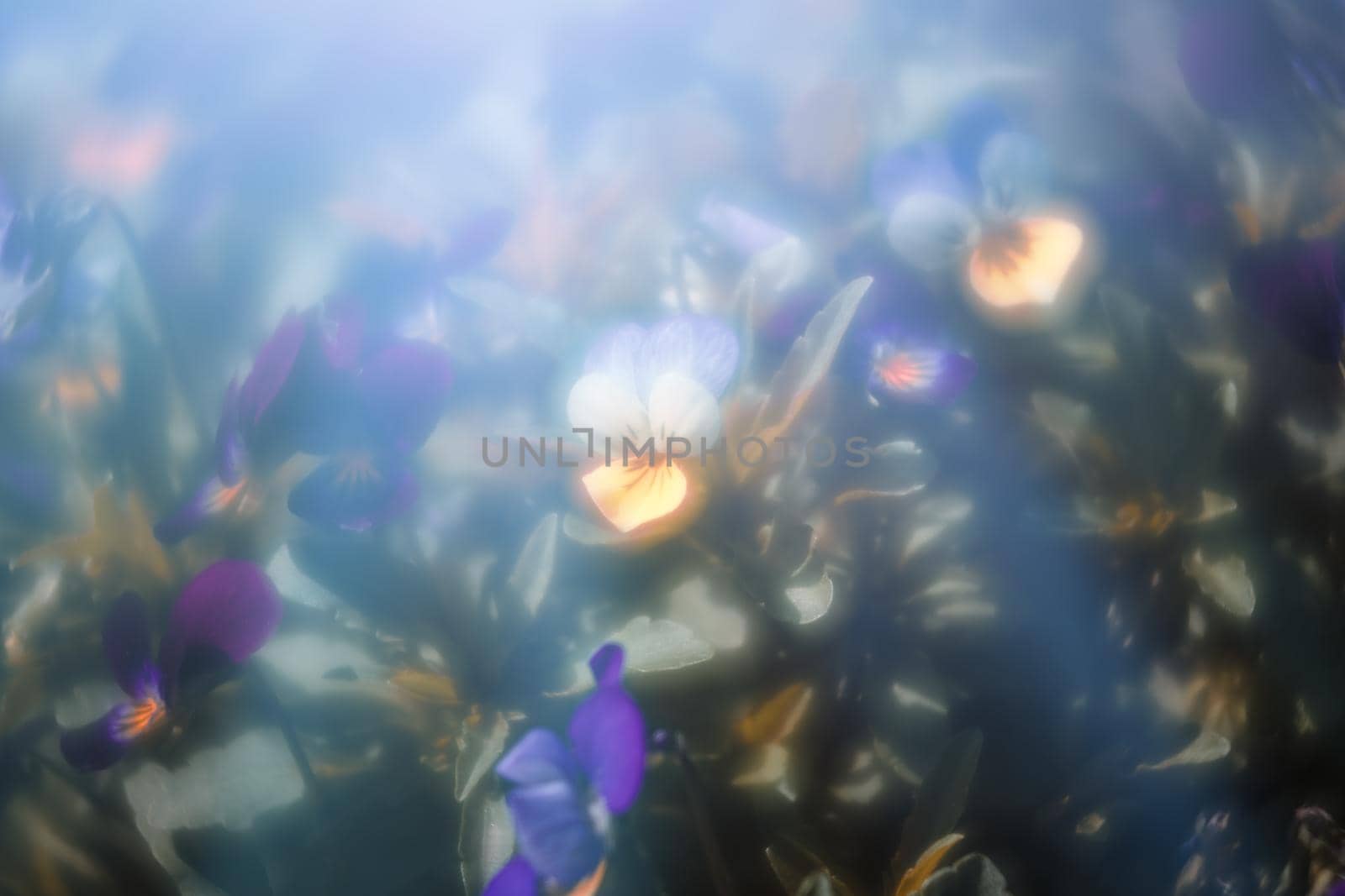 Blurred blossoming pansies flowers in blue light. Natural spring background. Selective focus, shallow DOF