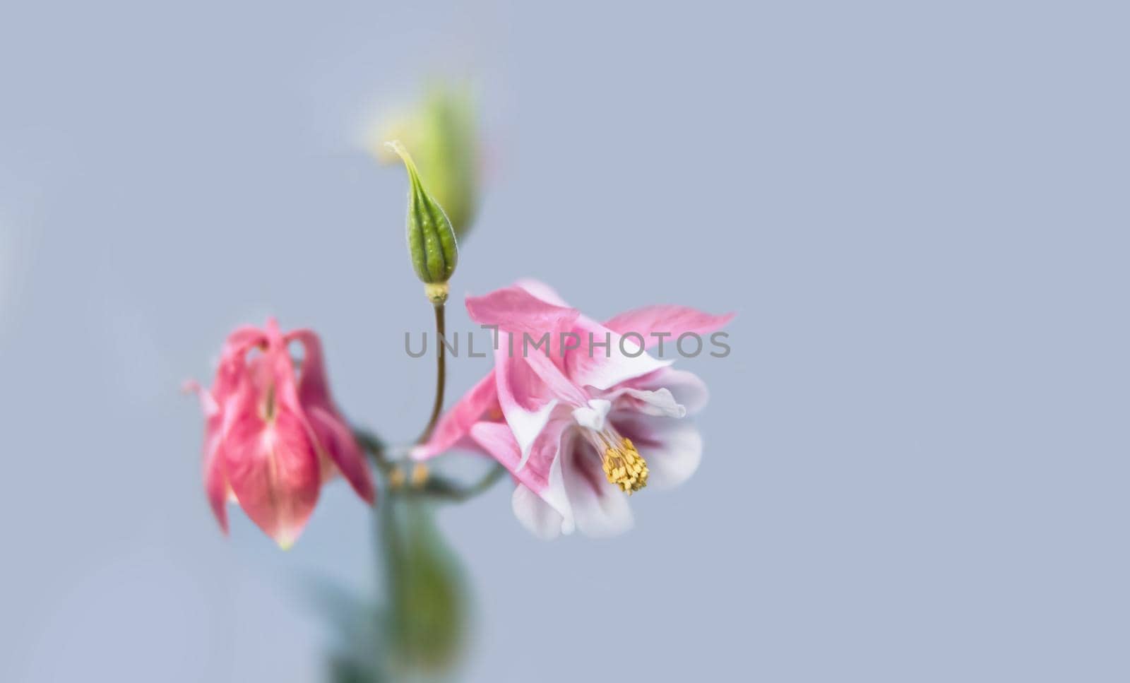 Soft focus image of  pink aquilegia flowers on blue background with copy spase. Common names: granny's bonnet or columbine. Selective focus. Shallow depth of field