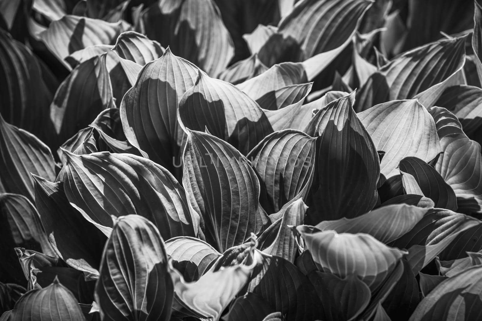 Black and white soft focus image of large leaves. Natural texture background