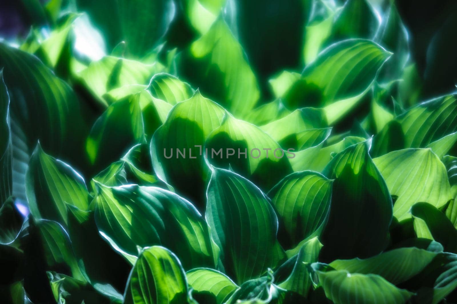 Soft focus image of large green leaves. Natural green texture background