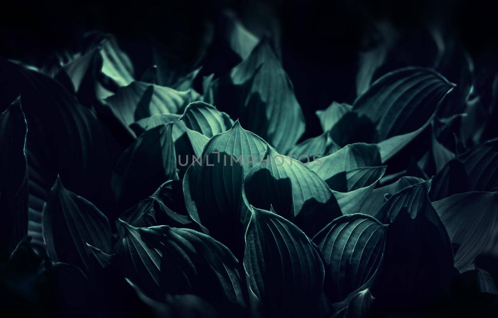 Soft focus image of large green leaves. Natural green texture background
