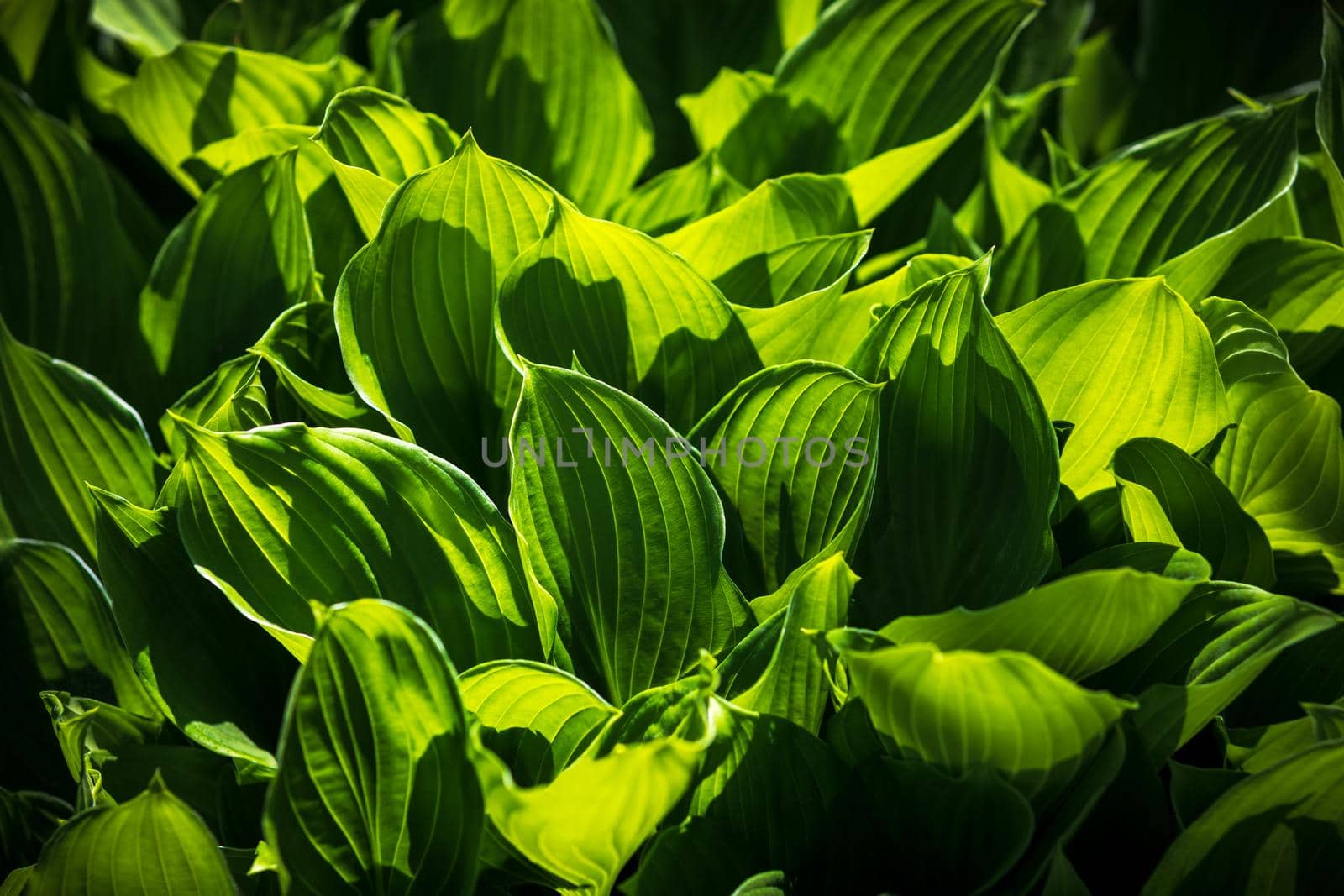 Soft focus image of large green leaves. Natural green texture background