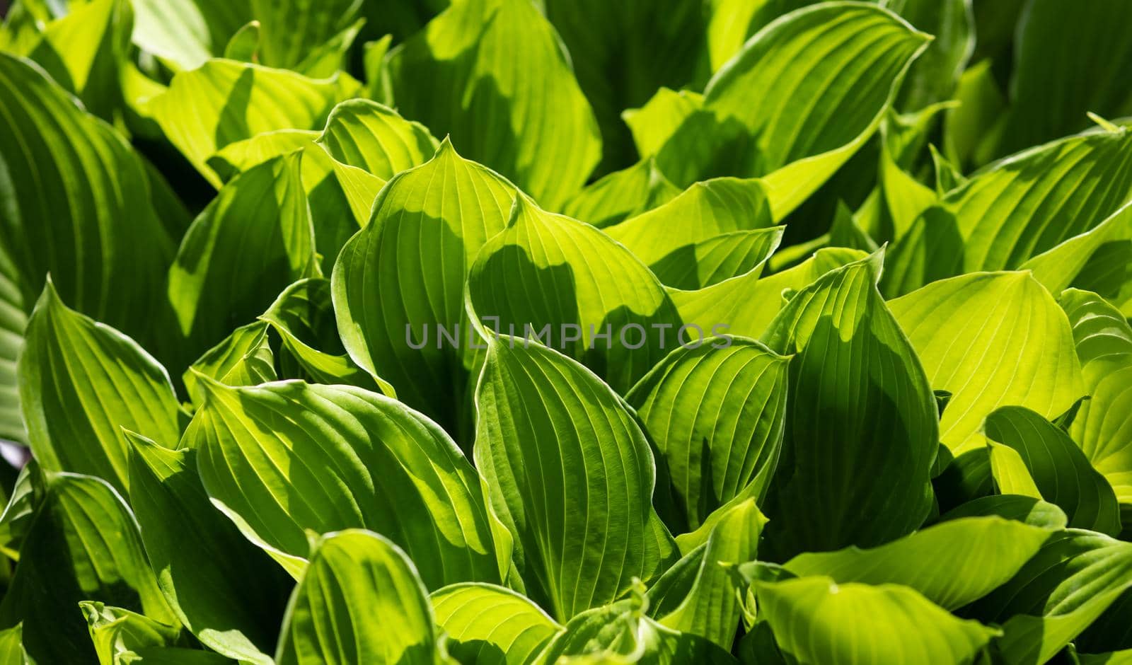Soft focus image of large green leaves. Natural green texture background