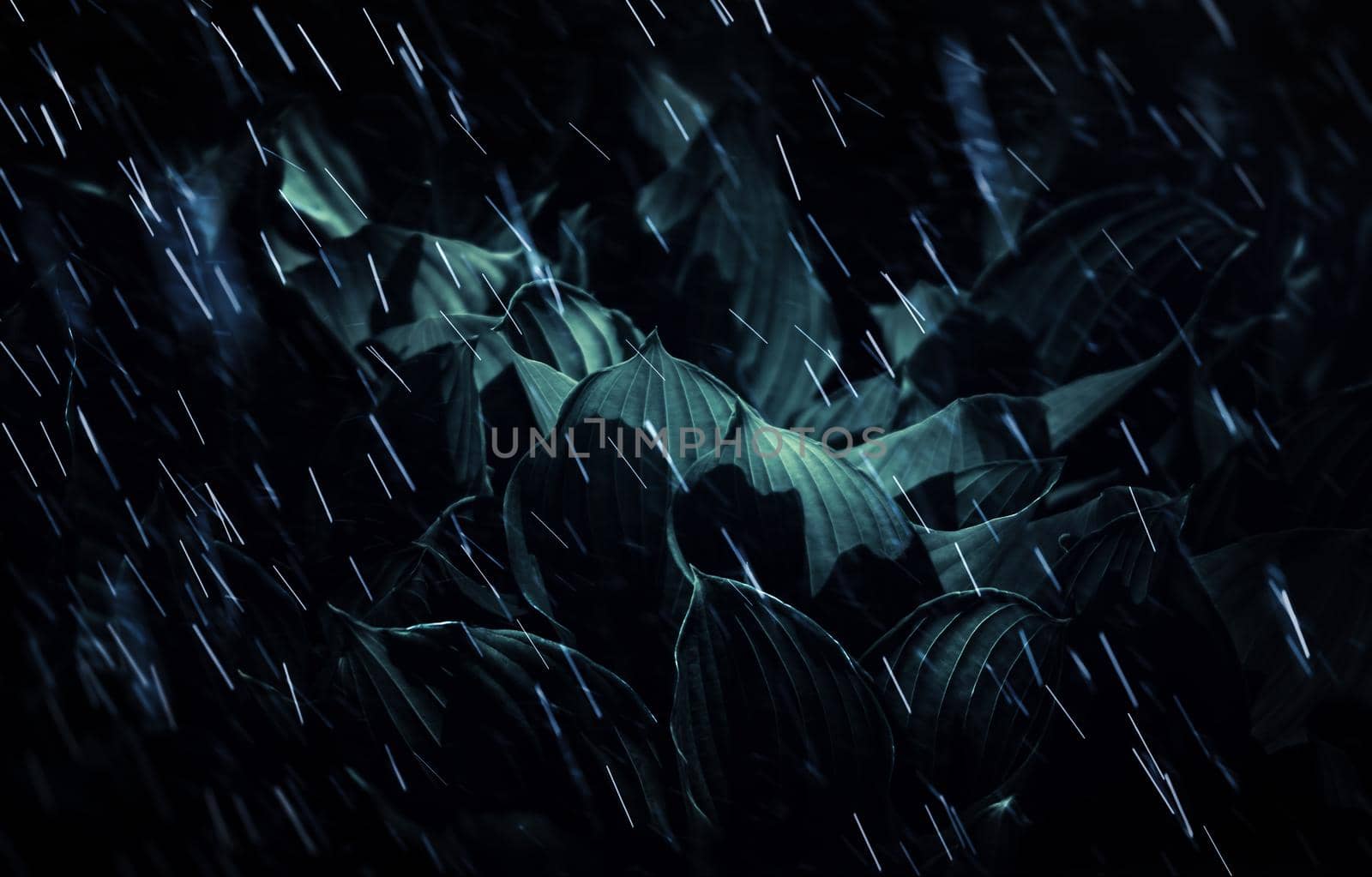 Soft focus image of large green leaves on a rainy day. Natural green texture background