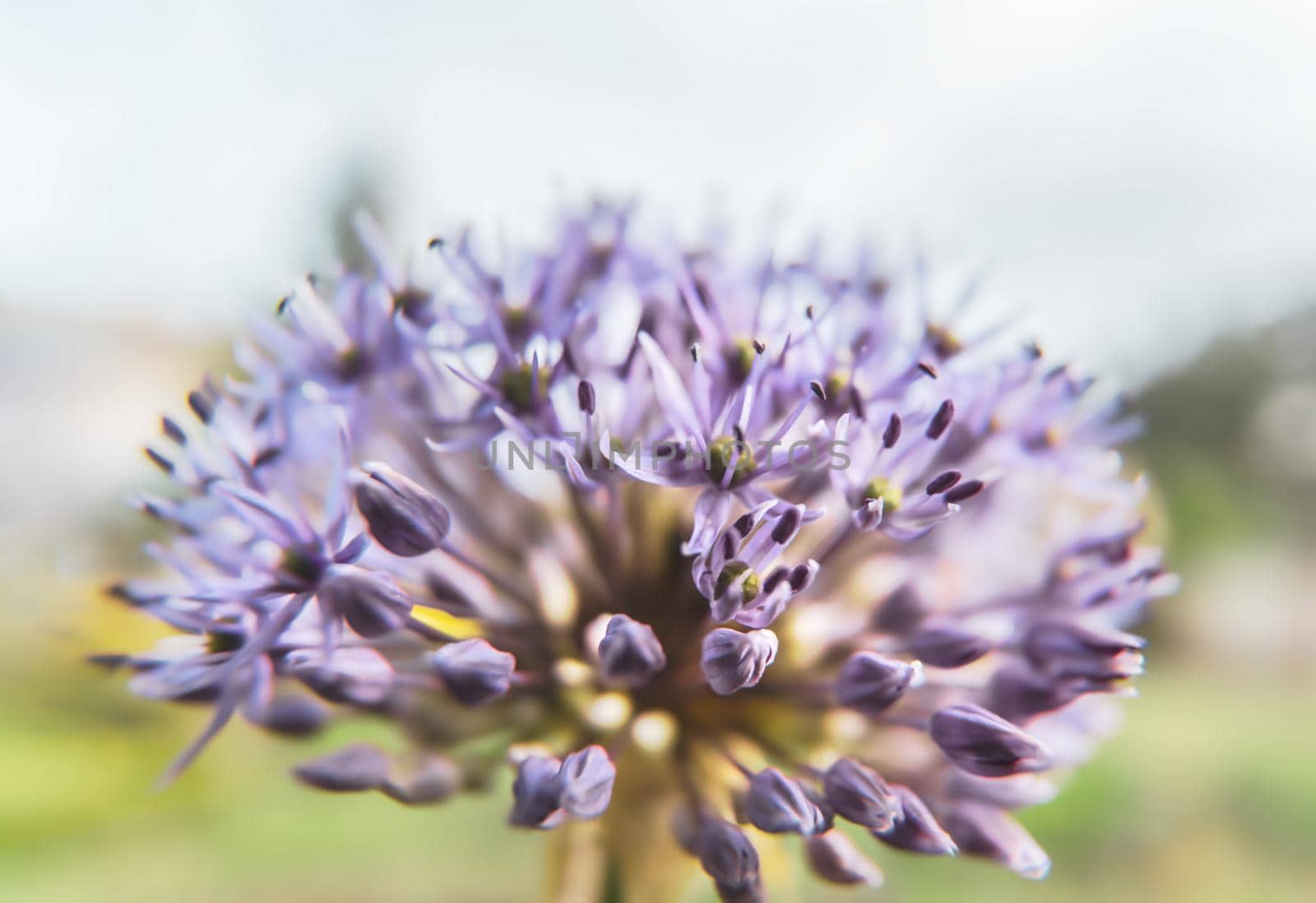 Close-up photo of purple allium blossom. Flowering decorative bow. Shallow DOF