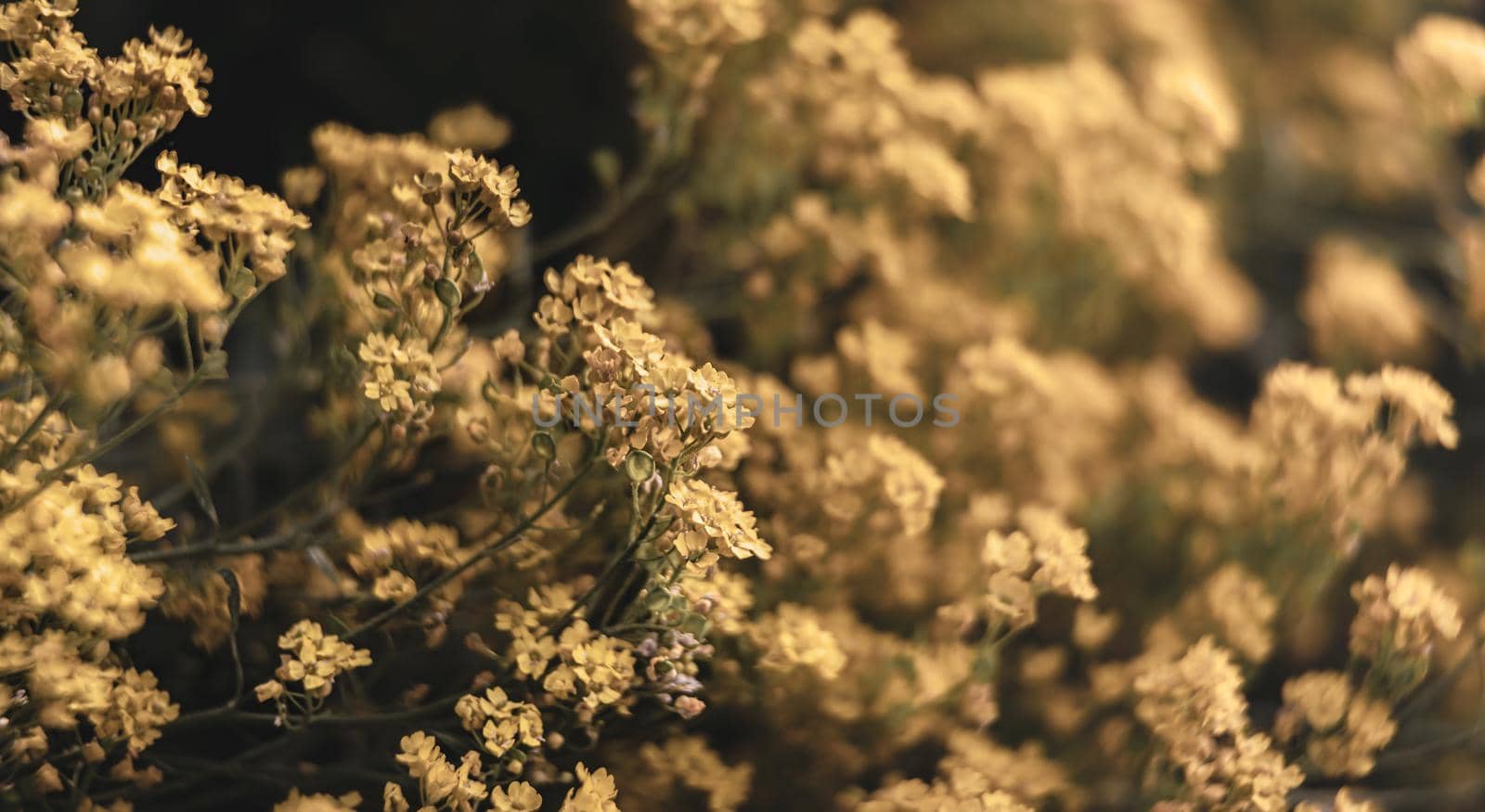 Soft focus image of small yellow flowers of aurinia saxatilis in the spring time in the garden. Common names include basket of gold, goldentuft alyssum, golden alison, gold-dust, rock madwort