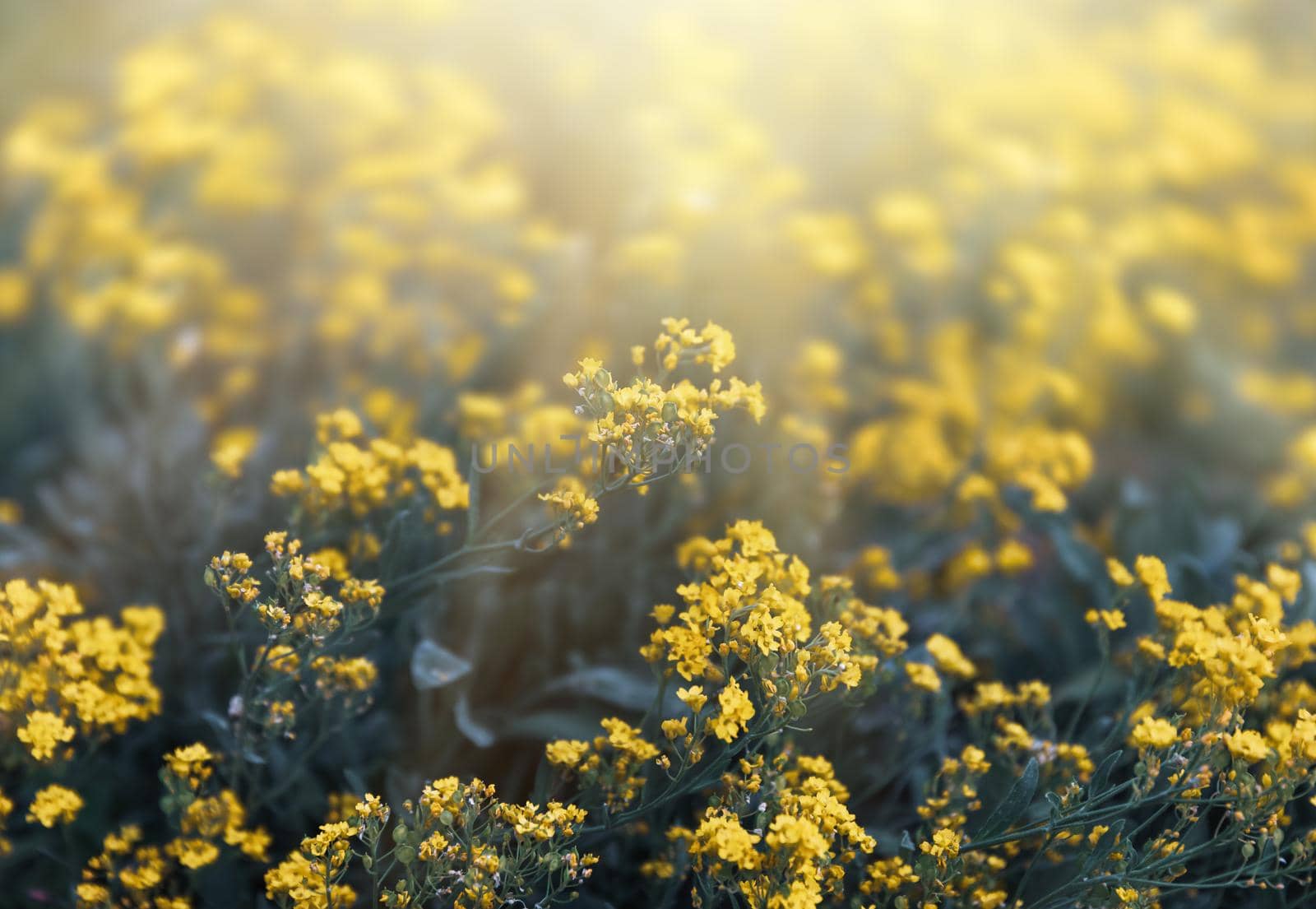 Soft focus image of small yellow flowers of aurinia saxatilis in the spring time in the garden. Common names include basket of gold, goldentuft alyssum, golden alison, gold-dust, rock madwort