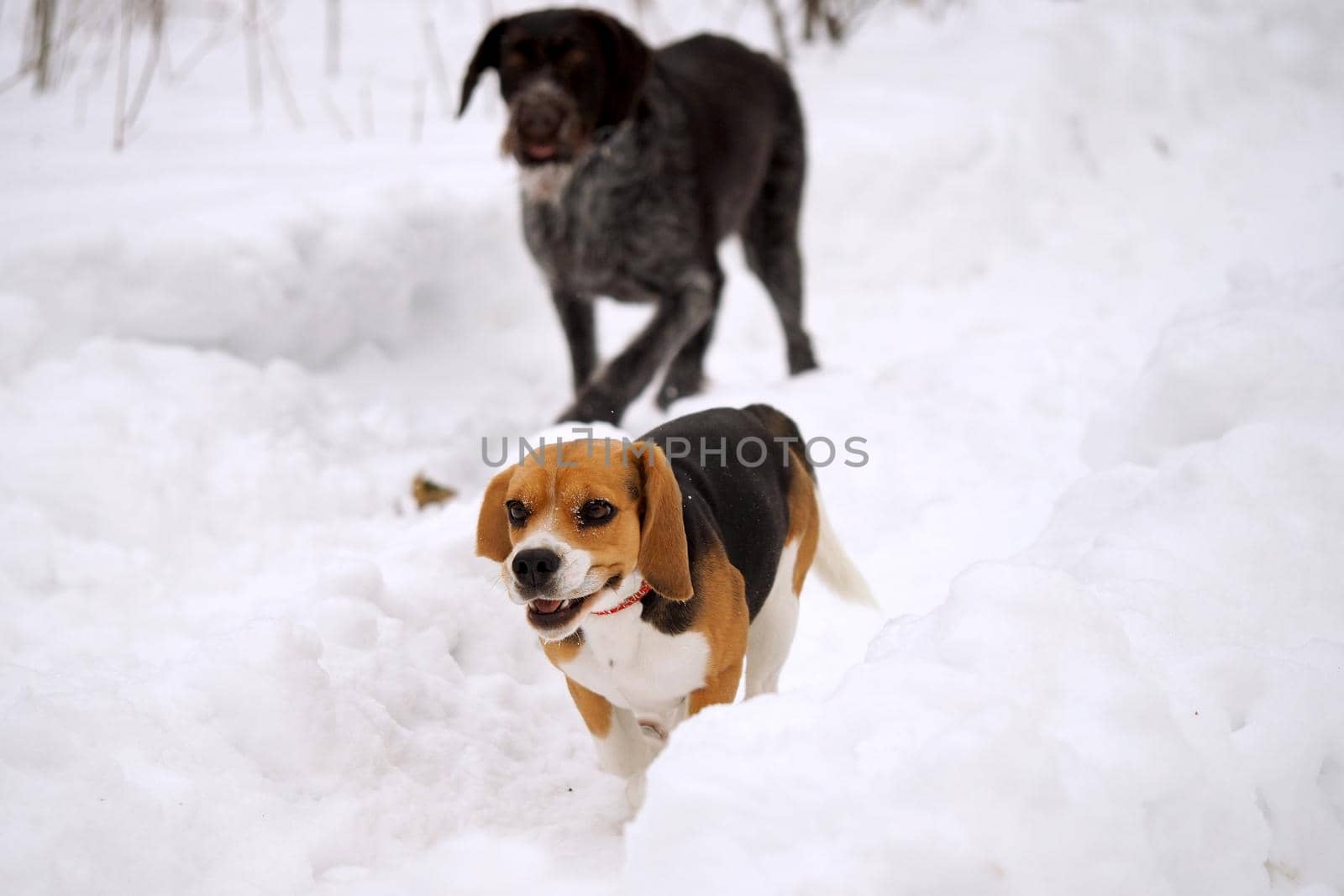 Dogs in winter on the hunt in the woods or in the field. Dog German Hunting and Beagle by Olga26