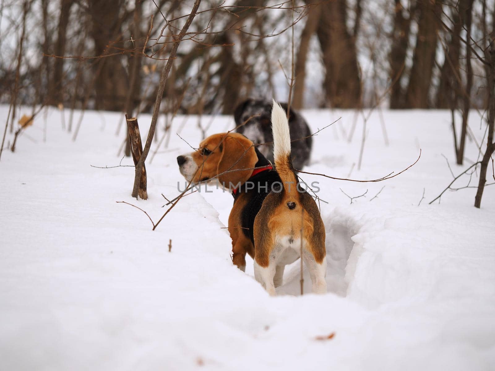 Dogs in winter on the hunt in the woods or in the field. Dog German Hunting and Beagle. High quality photo