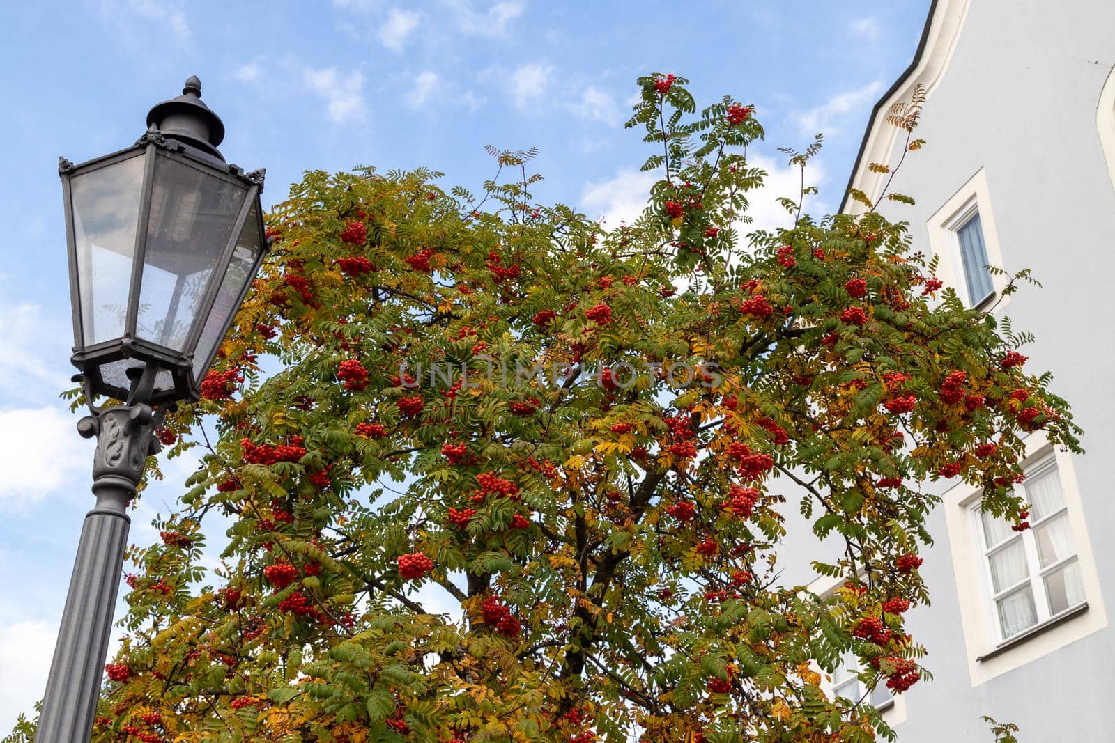 Autumn impressions with street light an multicolored tree in Berching by reinerc