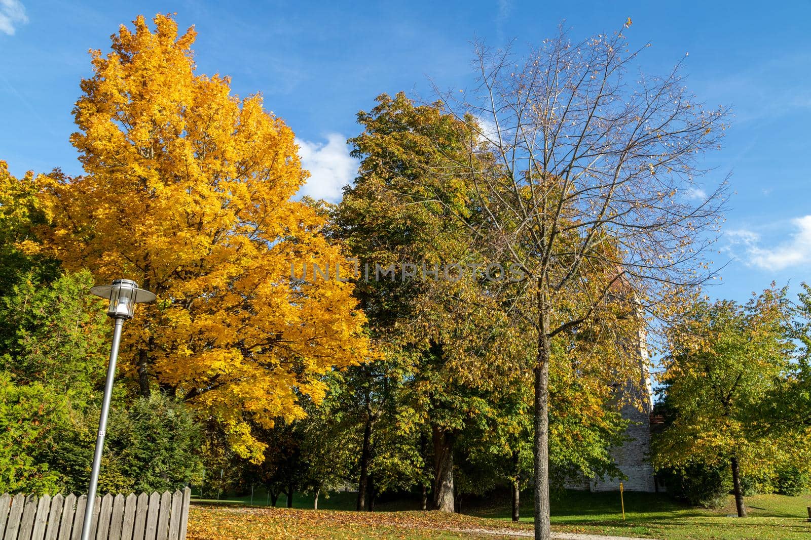 Autumn landscape with multicolored trees in Berching, Bavaria  by reinerc