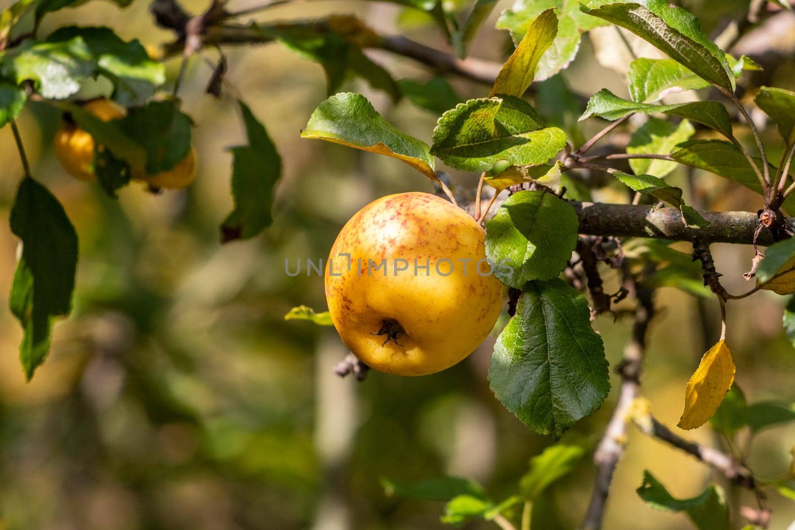Close-up of ripe yellow apple on a branch of an apple tree in autumn by reinerc