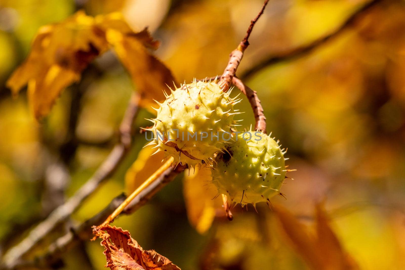 Close-up of ripe horse chestnuts on a tree in autumn by reinerc