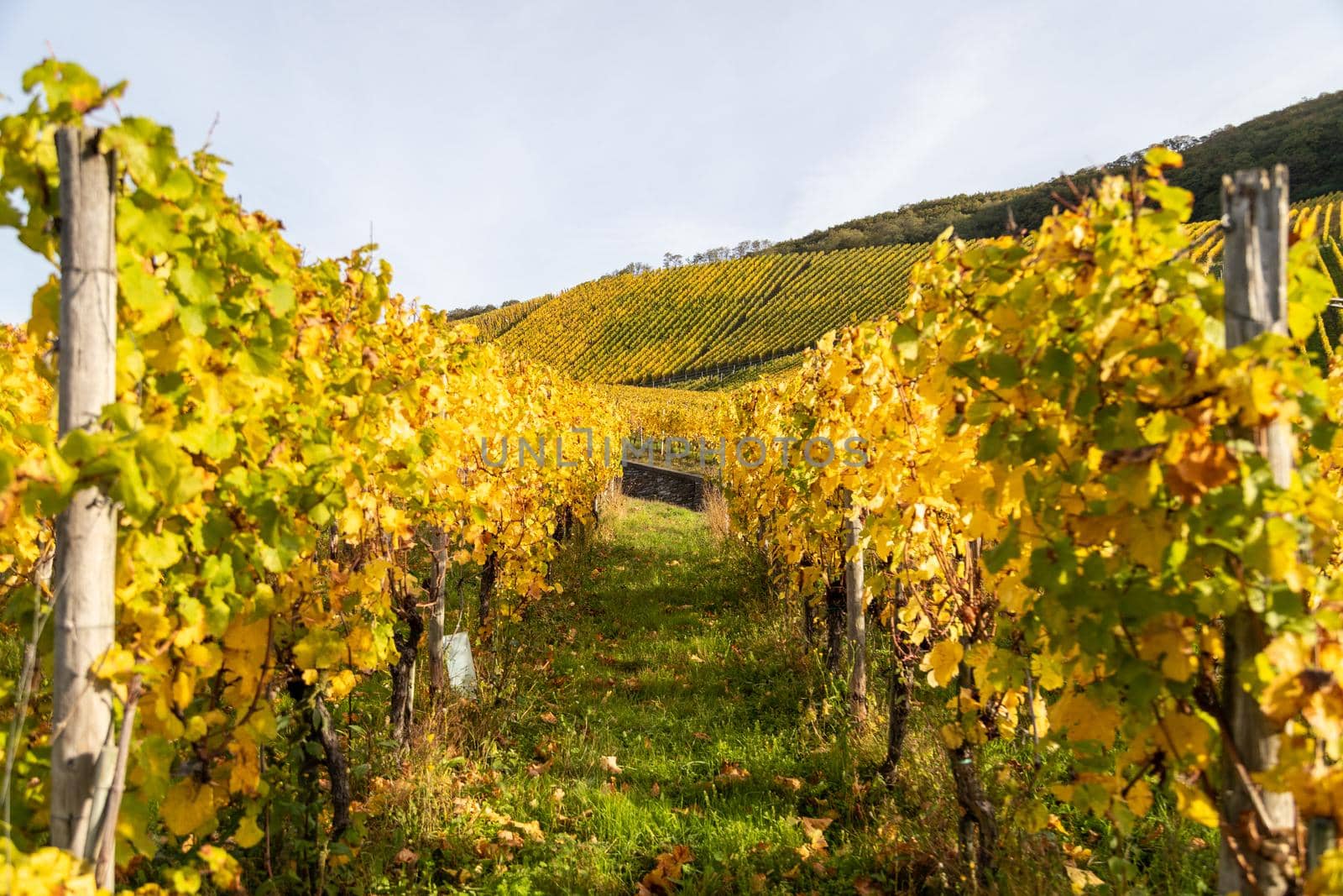 Multi colored vineyards near Bernkastel-Kues on river Moselle in autumn by reinerc