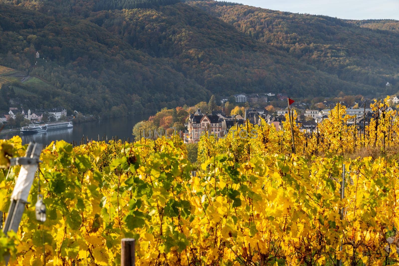 Scenic view at Bernkastel-Kues and the river Moselle in autumn with multi colored leaves in vineyard on a sunny day 
