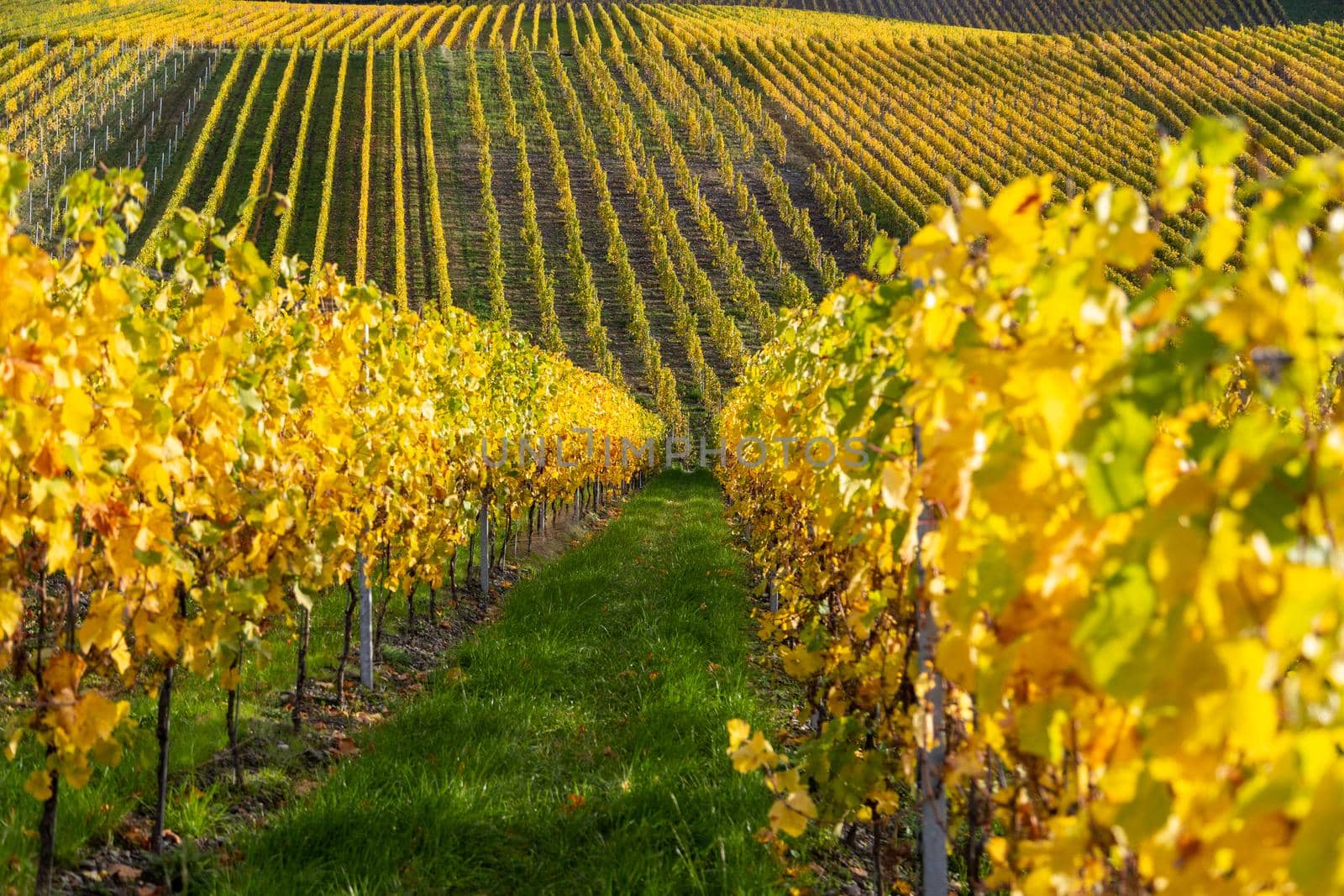 Multi colored vineyards near Bernkastel-Kues on river Moselle in autumn with yellow leaves and green grass on the ground