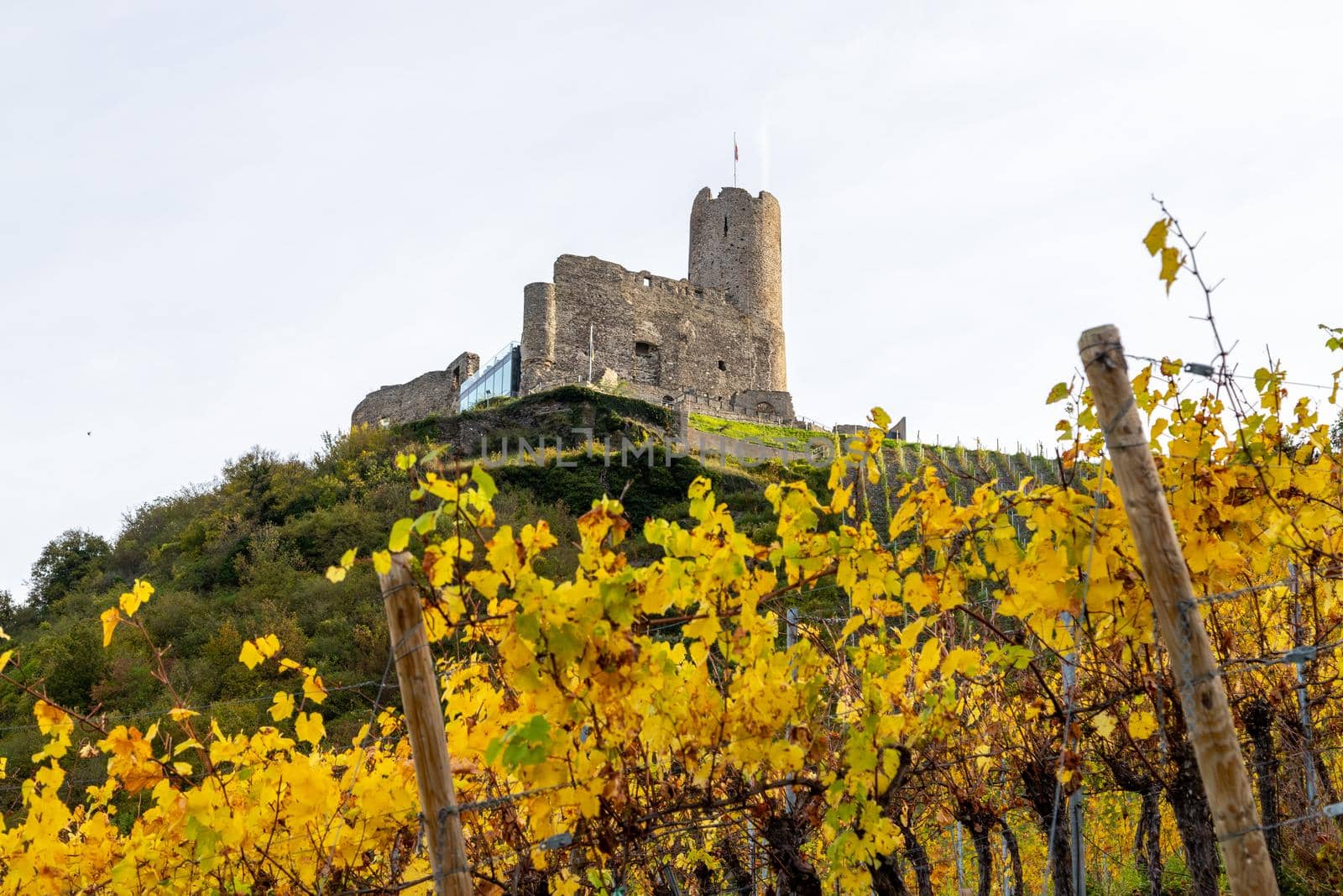 View at Landshut castle in Bernkastel-Kues on the river Moselle in autumn with multi colored vineyards  by reinerc