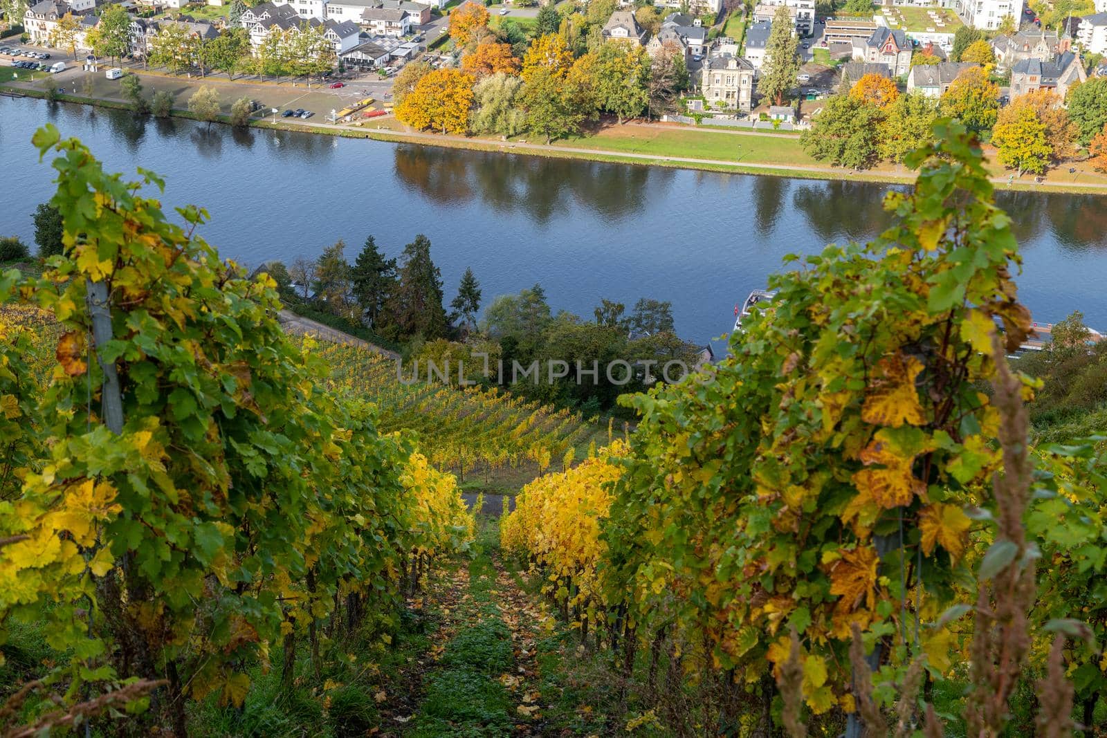 Scenic view at Bernkastel-Kues and the river Moselle in autumn with multi colored leaves in vineyard on a sunny day 