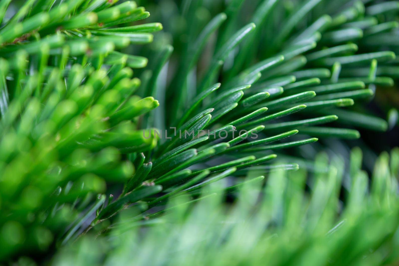 Christmas motif, texture, wallpaper, background with close-up of Nordmann fir branches