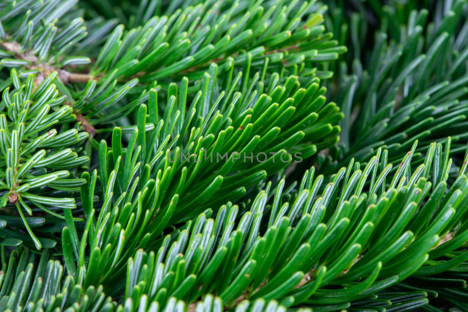 Christmas motif, texture, wallpaper, background with close-up of Nordmann fir branches