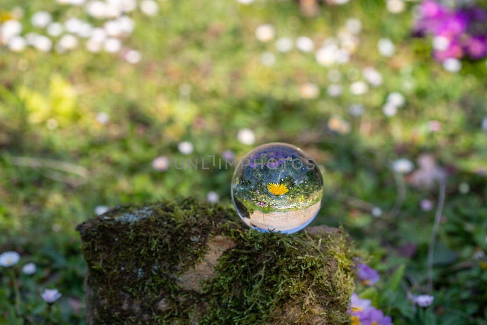 Crystal ball with dandelion flower on moss covered stone  by reinerc