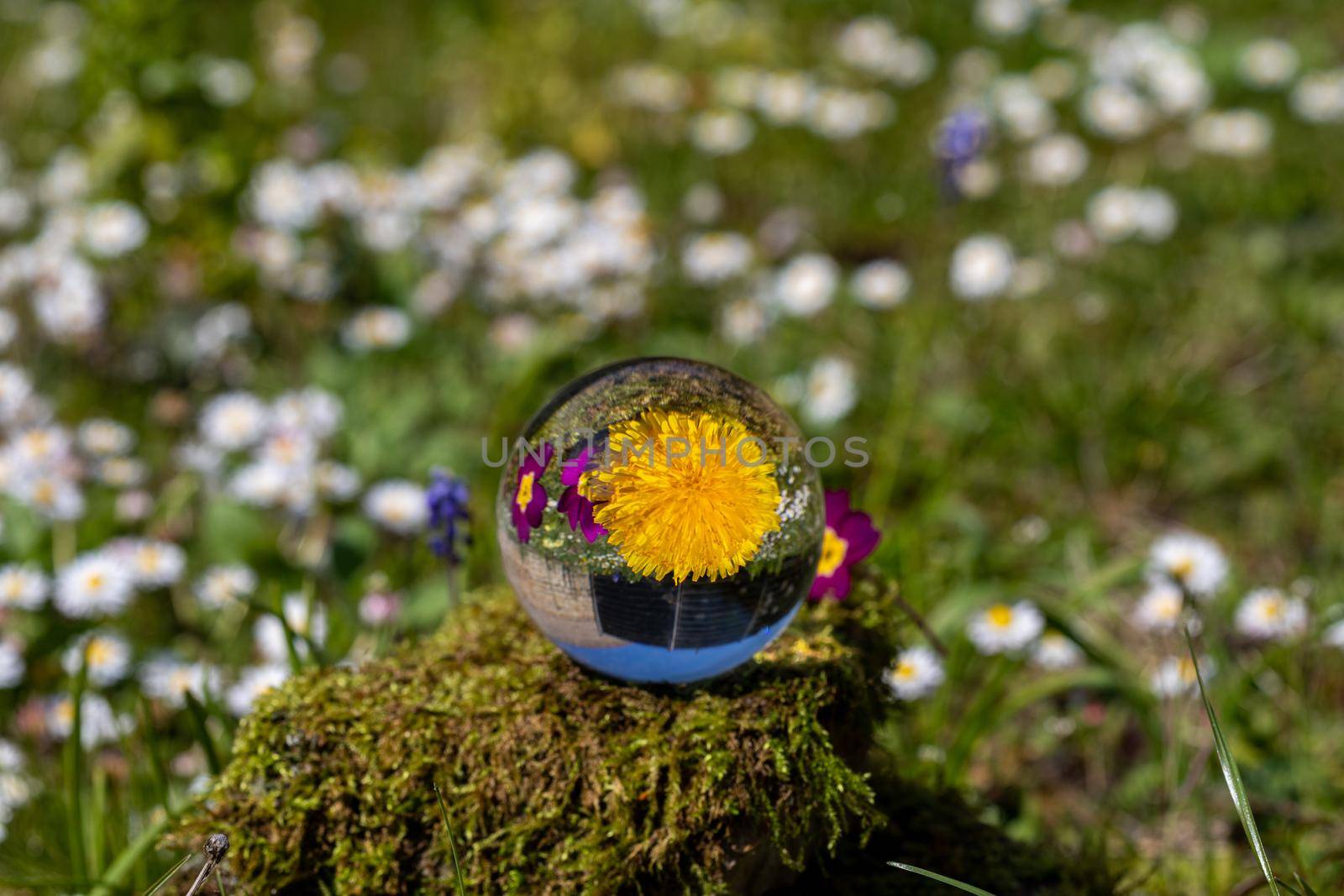 Crystal ball with dandelion and purple primrose blossom on moss covered stone  by reinerc